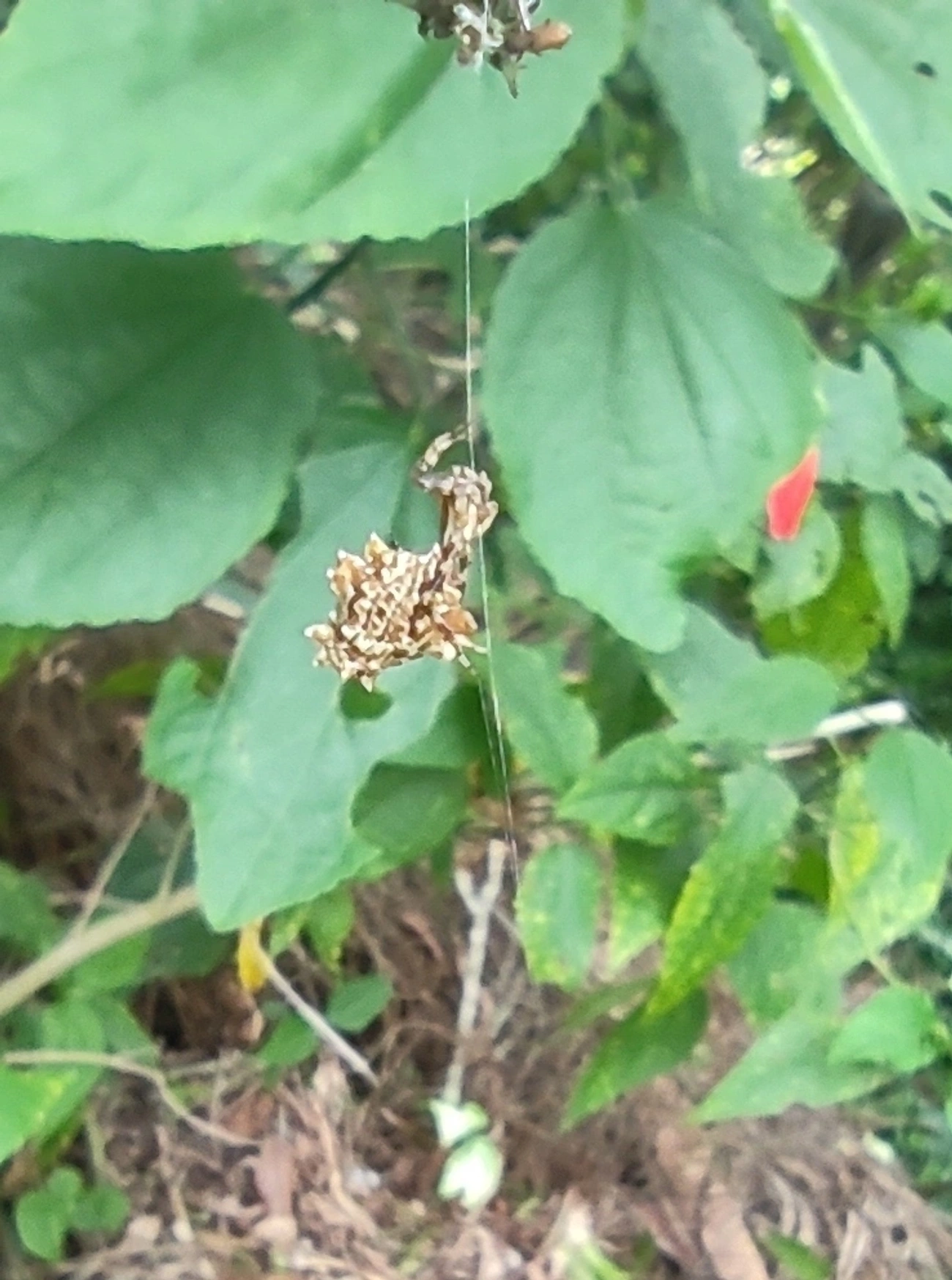 Micrathena horrida, aracnídeos, fotografado em Maresias, São Sebastião
