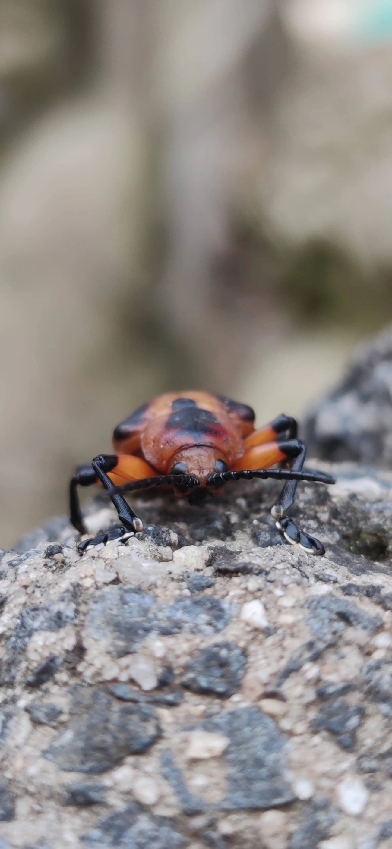 Mecistomela marginata, insetos, fotografado em Maresias, São Sebastião