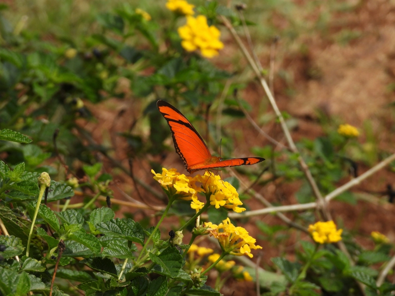 Borboleta-flambeau (Dryas iulia), insetos, fotografado em Bragança Paulista