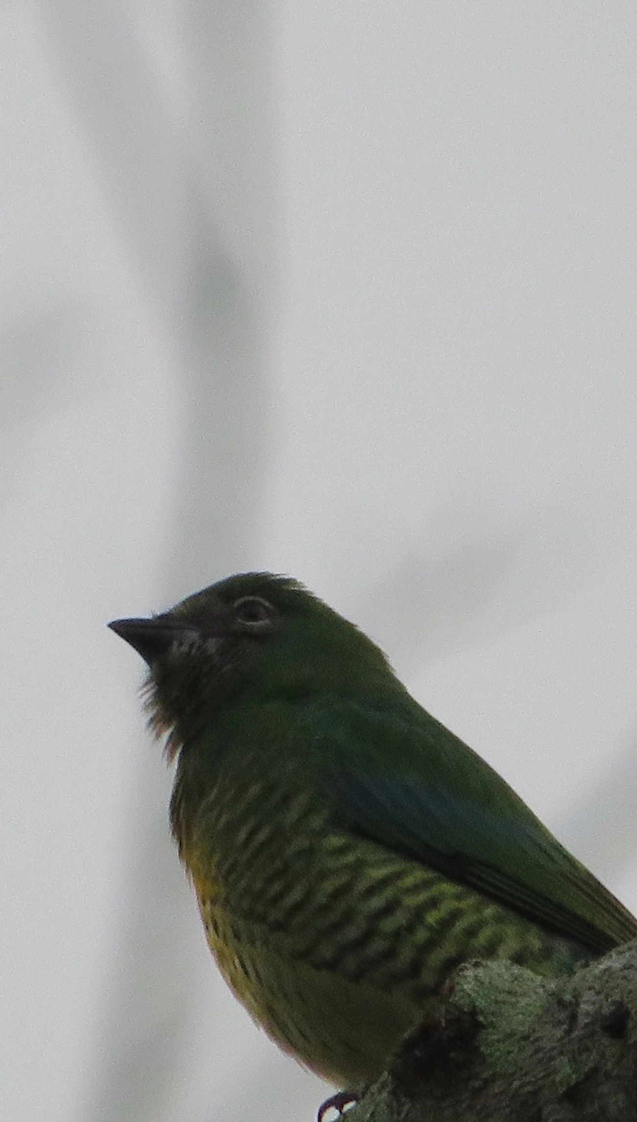 Saí-andorinha (Tersina viridis), aves, fotografado em Maresias, São Sebastião