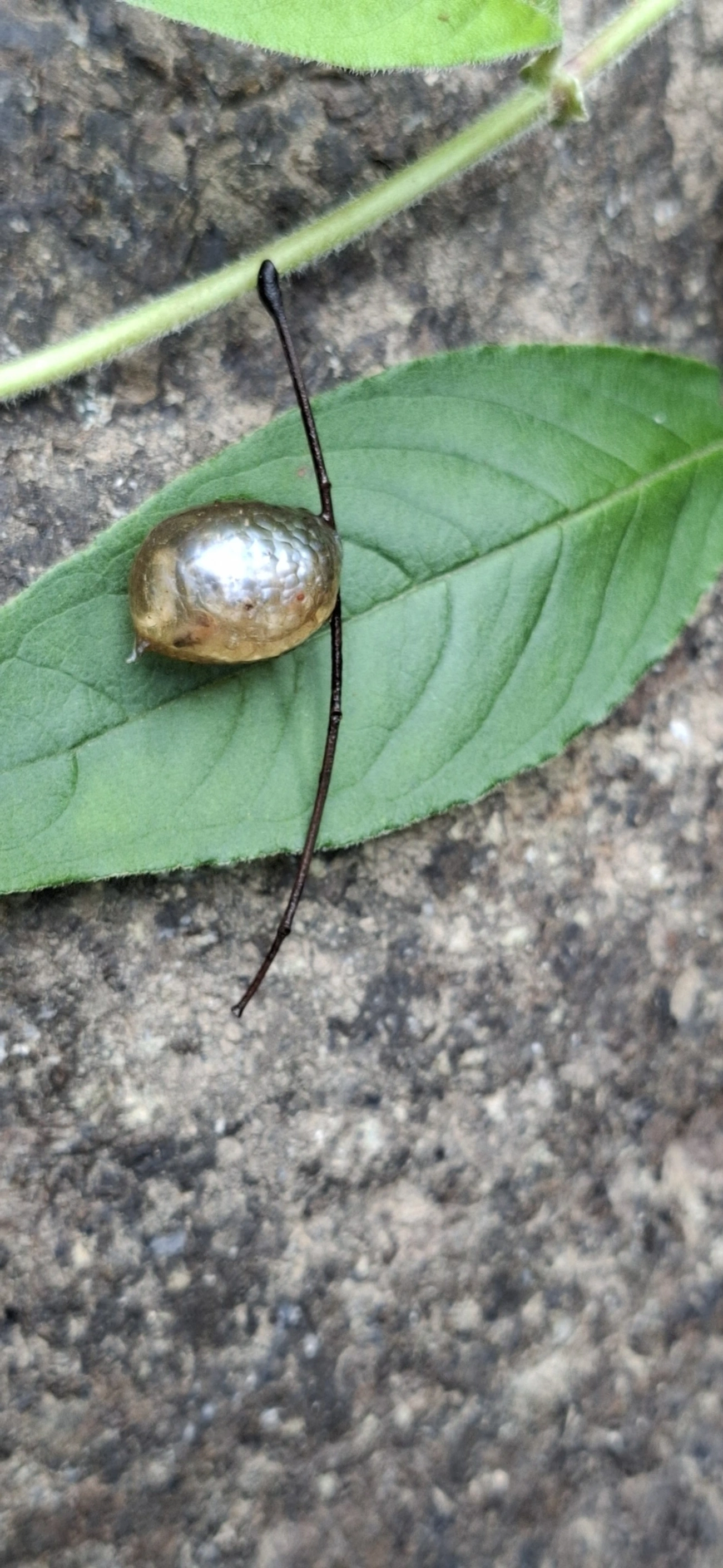Simpulopsis, moluscos, fotografado em Itamonte