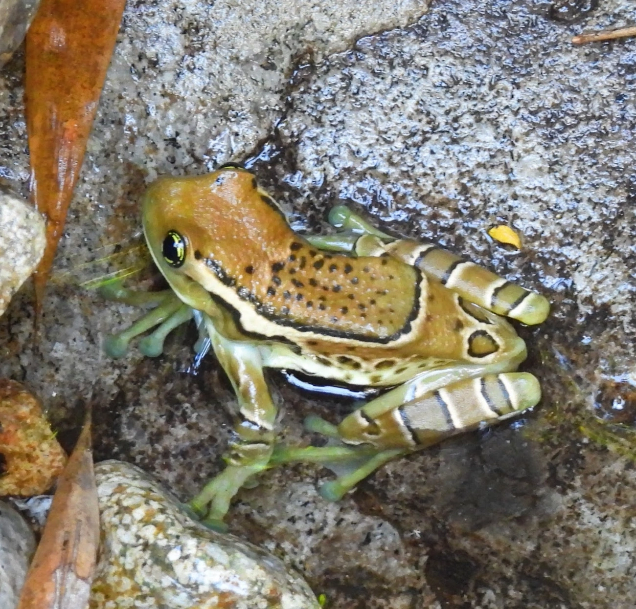 Perereca-de-olhos-dourados-do-Rio (Trachycephalus imitatrix), anfíbios, fotografado em Queluz