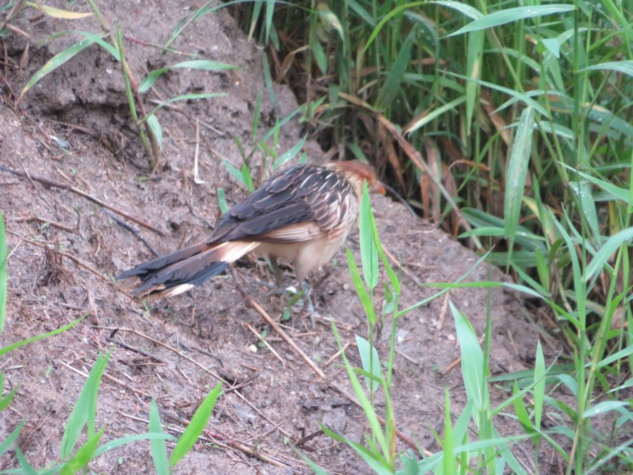 Anu-branco (Guira guira), aves, fotografado em Indaiá, Caraguatatuba