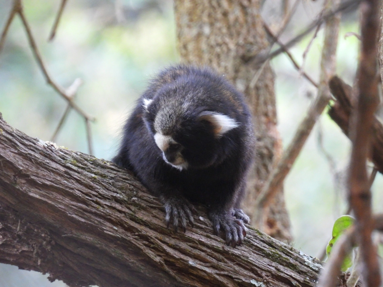Sagui-da-serra-escuro (Callithrix aurita), mamíferos, fotografado em São Sebastião