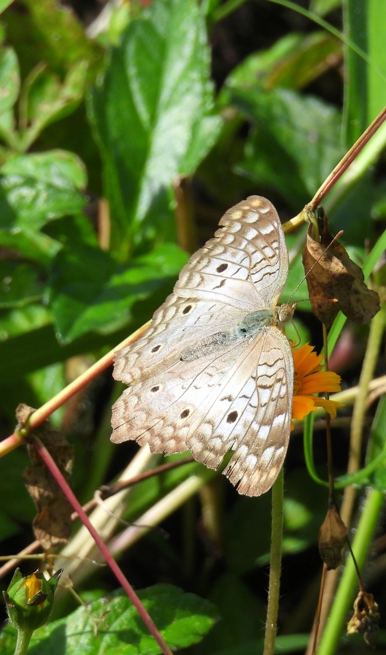 Borboleta-pavão-branco (Anartia jatrophae), insetos, fotografado em Queluz
