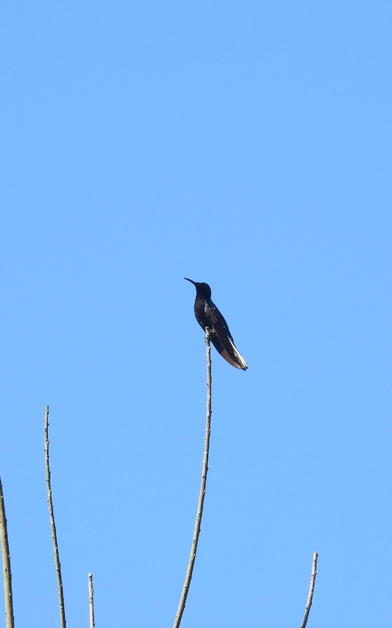 Beija-flor-preto (Florisuga fusca), aves, fotografado em Queluz