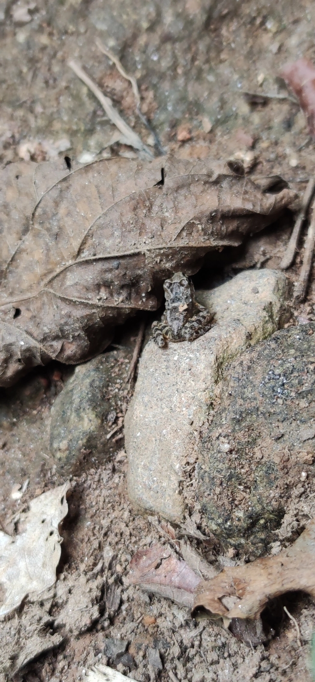 Rã-de-pedra (Thoropa taophora), anfíbios, fotografado em Maresias, São Sebastião