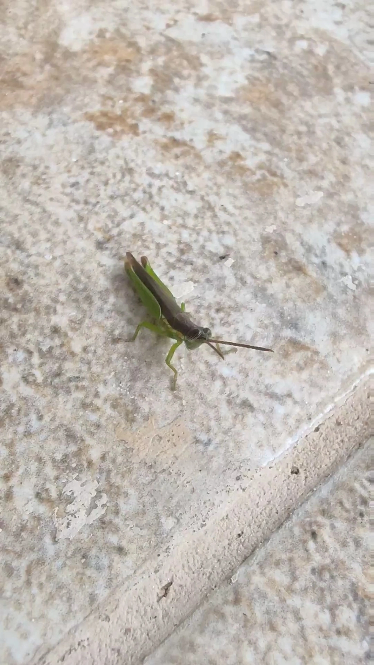 Gafanhoto-verde (Stenopola puncticeps), insetos, fotografado em Maresias, São Sebastião