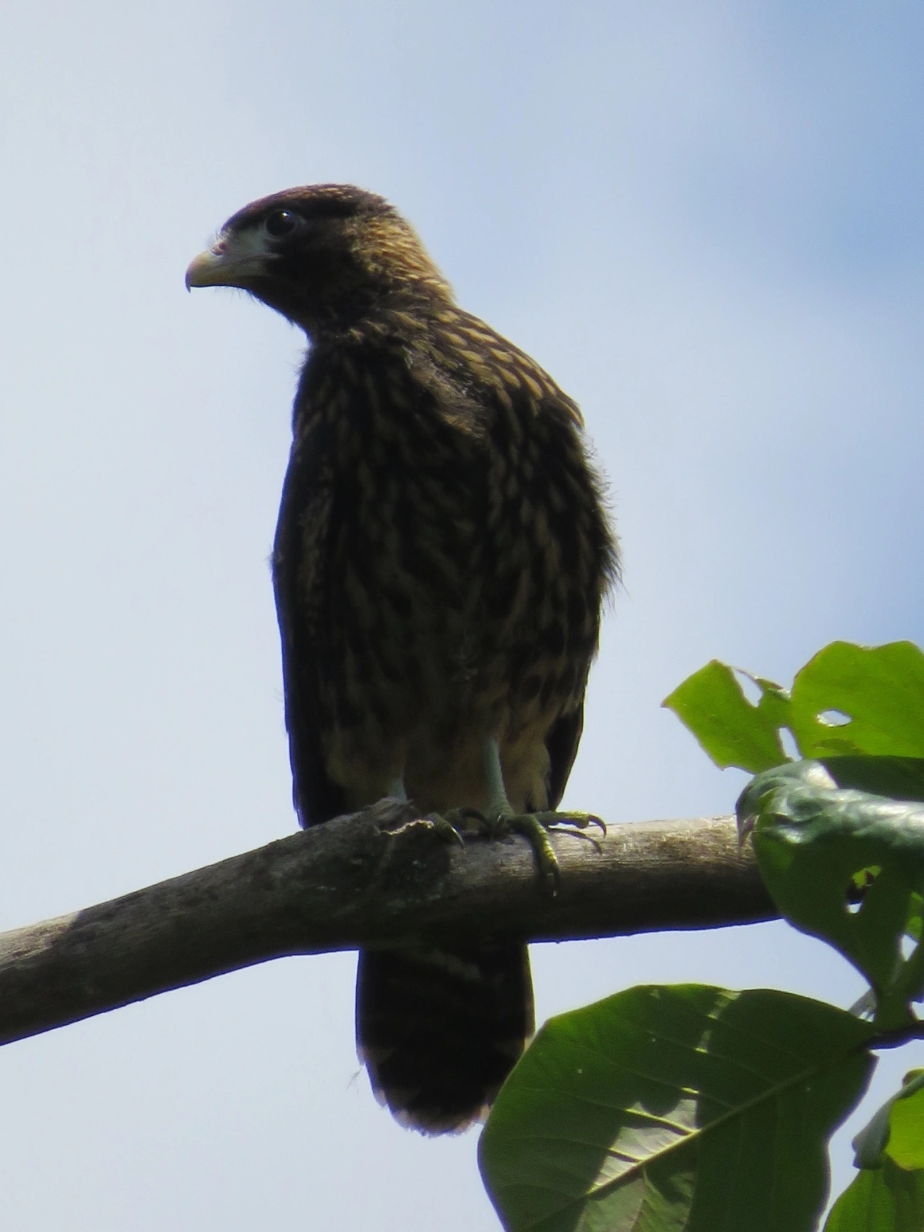 Carrapateiro (Daptrius chimachima), aves, fotografado em Maresias, São Sebastião