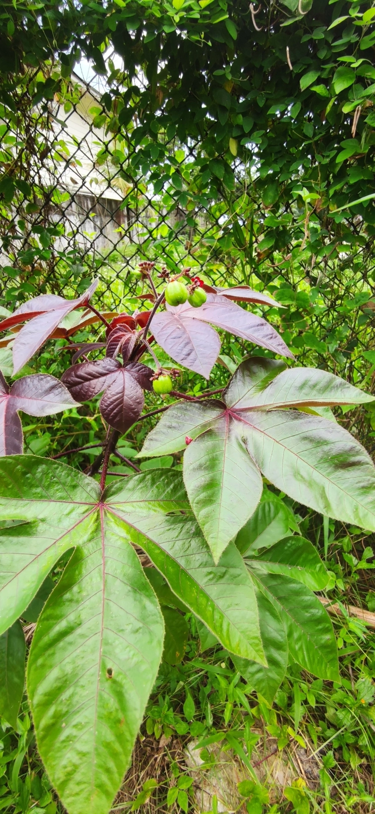 Pinhão-roxo (Jatropha gossypiifolia), plantas, fotografado em Paúba, São Sebastião