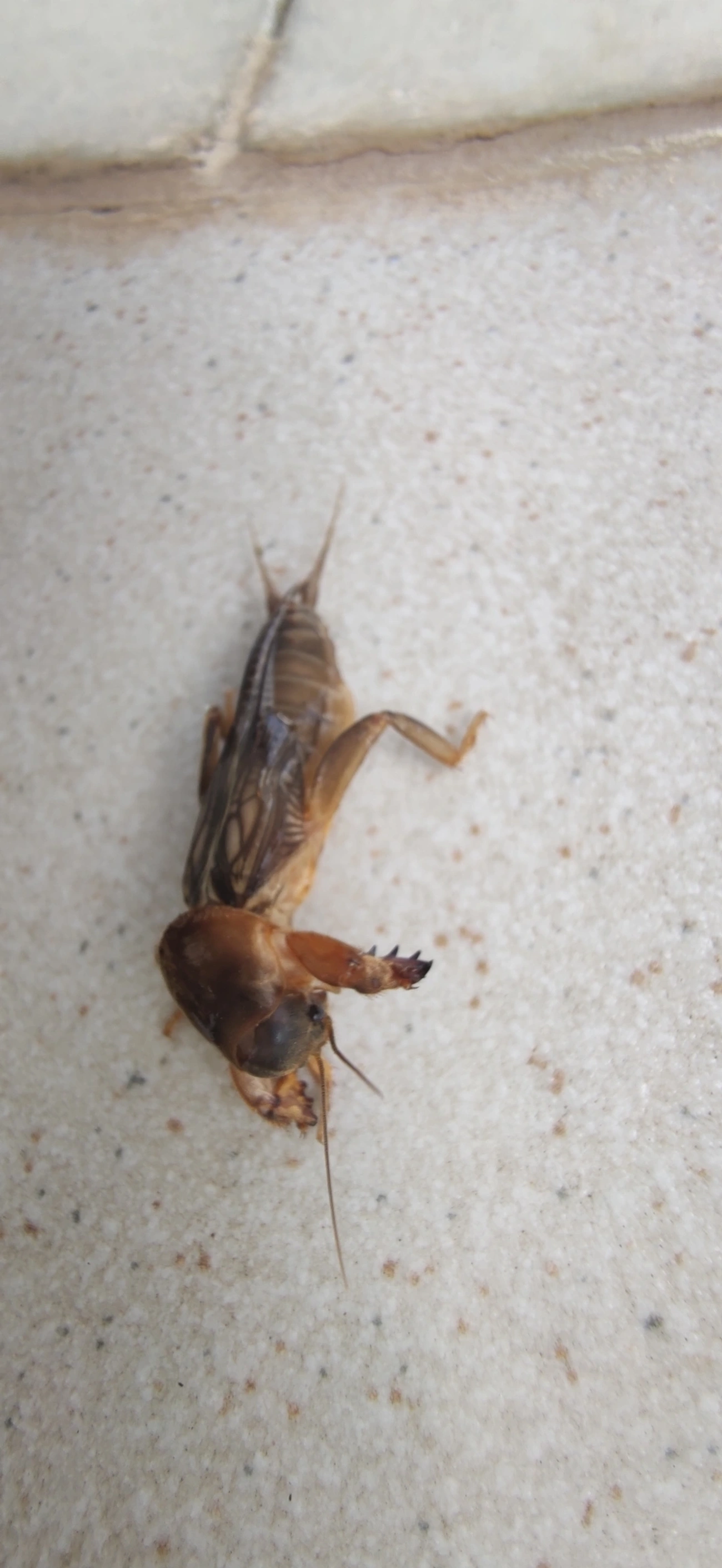 Gryllotalpinae, insetos, fotografado em Maresias, São Sebastião