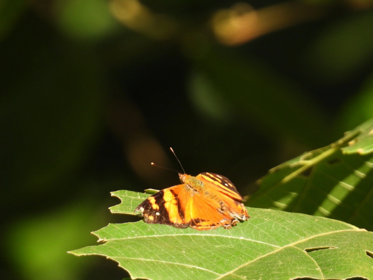 Mapa-laranja (Hypanartia lethe), insetos, fotografado em Maresias, São Sebastião