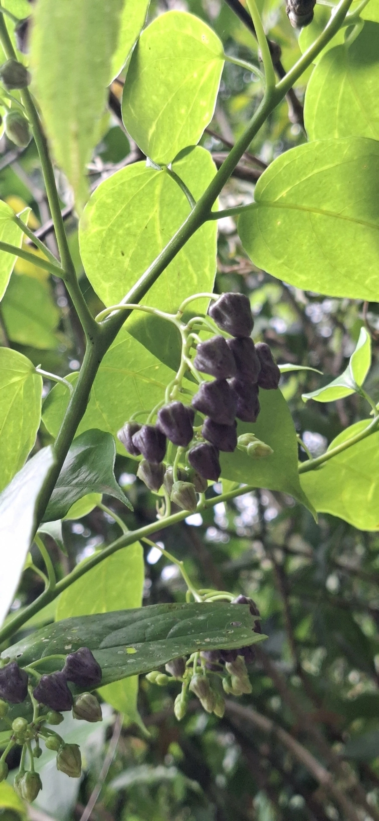 Baga-de-veado (Solanum diploconos), plantas, fotografado em São Sebastião