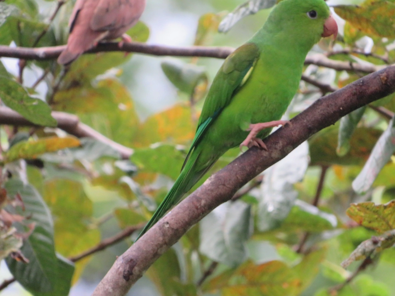 Periquito-rico (Brotogeris tirica), aves, fotografado em Maresias, São Sebastião
