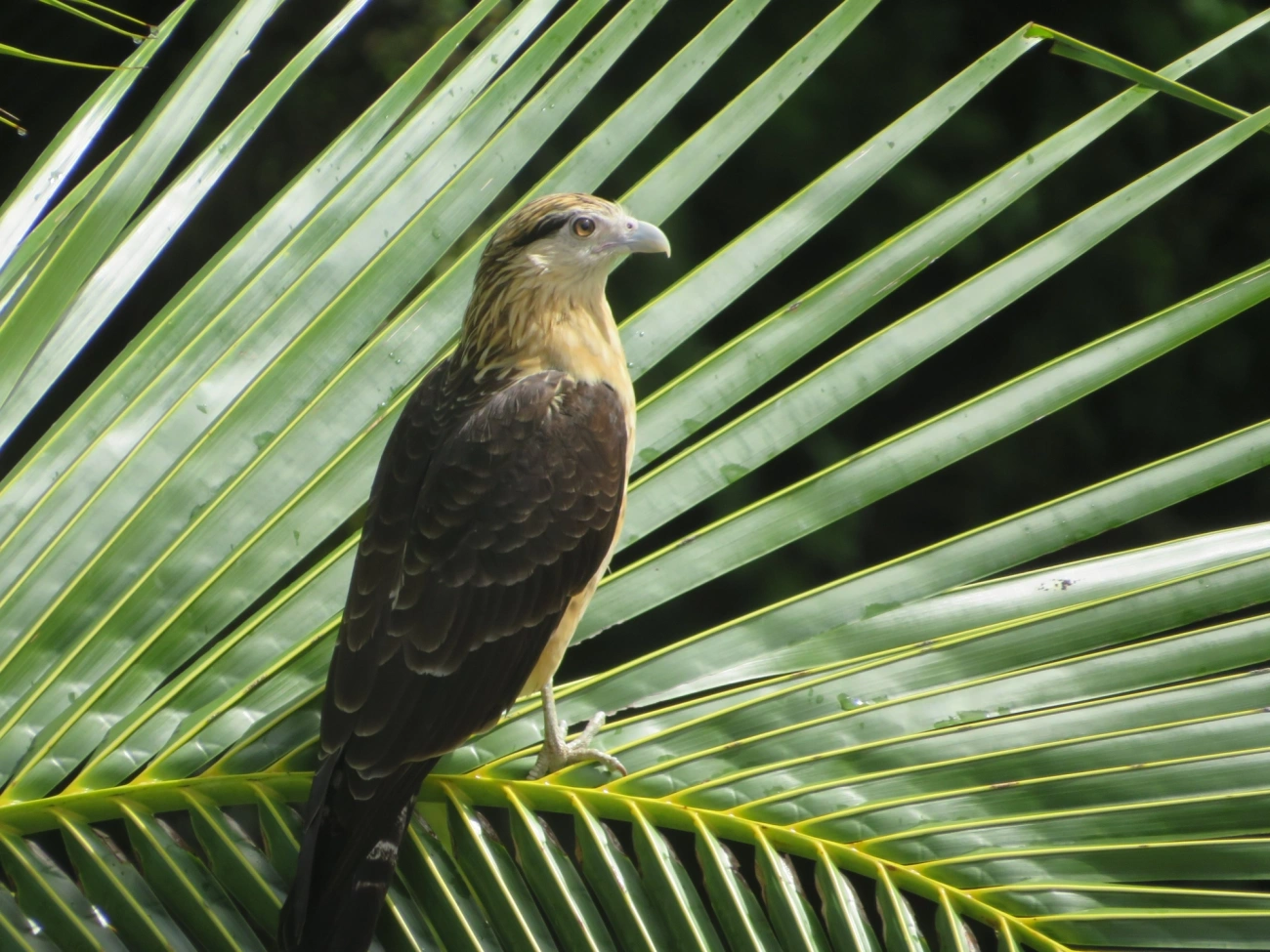 Carrapateiro (Daptrius chimachima), aves, fotografado em Maresias, São Sebastião