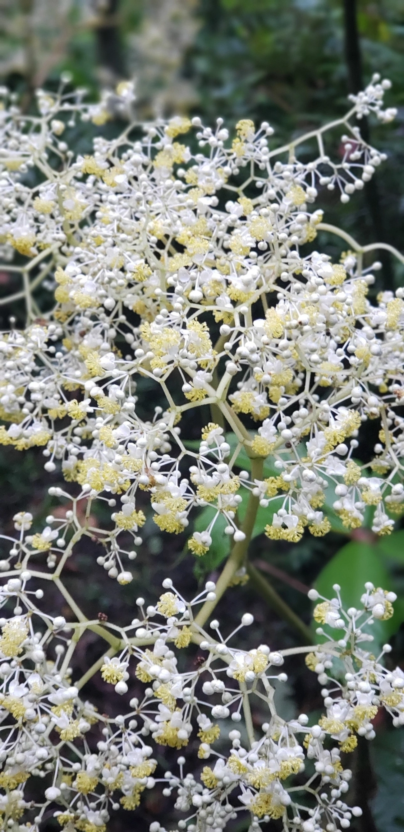 Sabugueiros (Sambucus), plantas, fotografado em Campos do Jordão