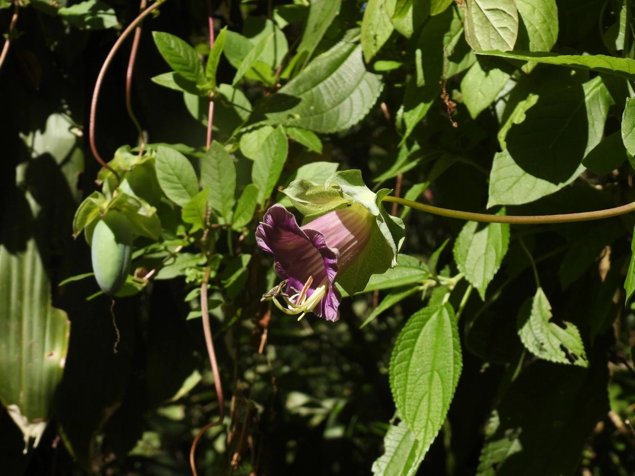 Cobaea, plantas, fotografado em Maromba, Visconde de Mauá