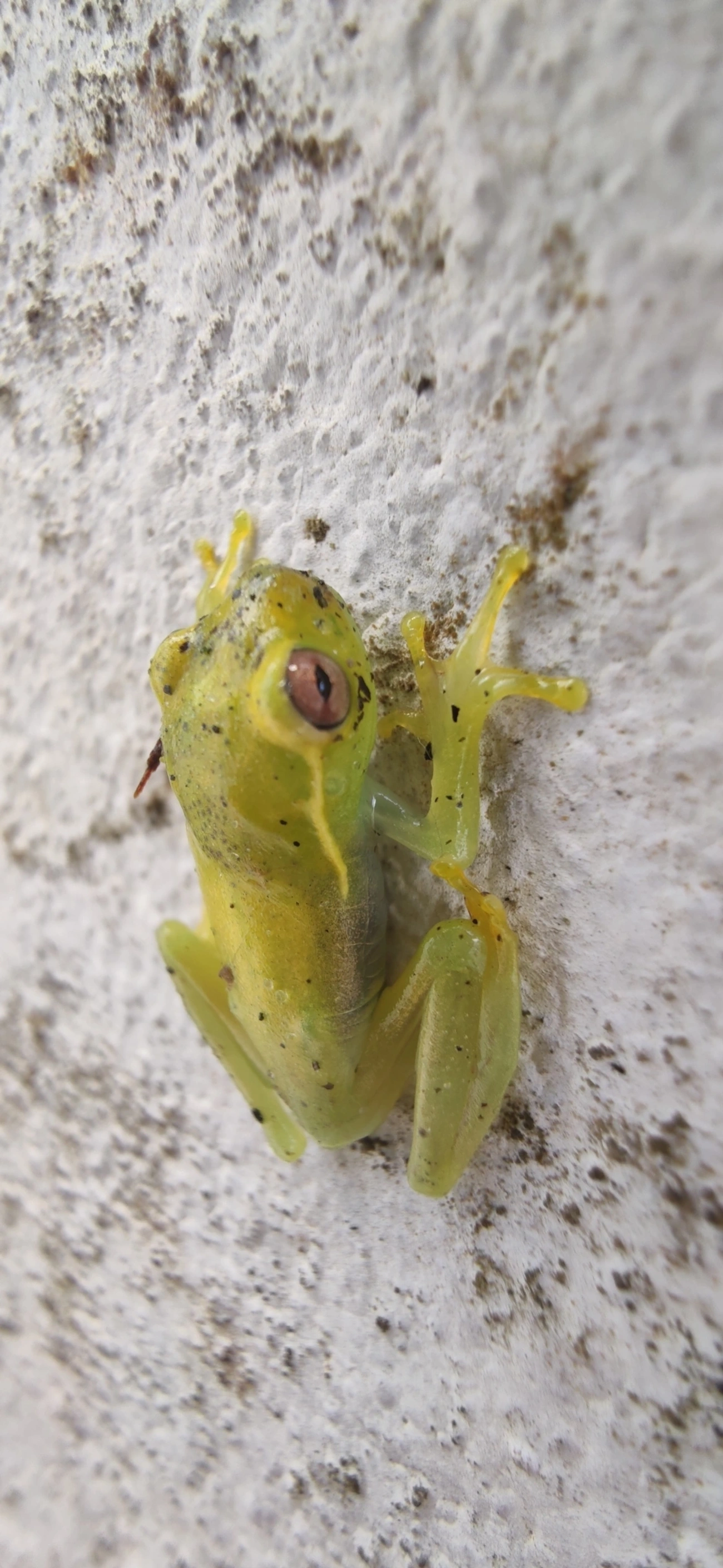 Perereca-araponga (Boana albomarginata), anfíbios, fotografado em Maresias, São Sebastião