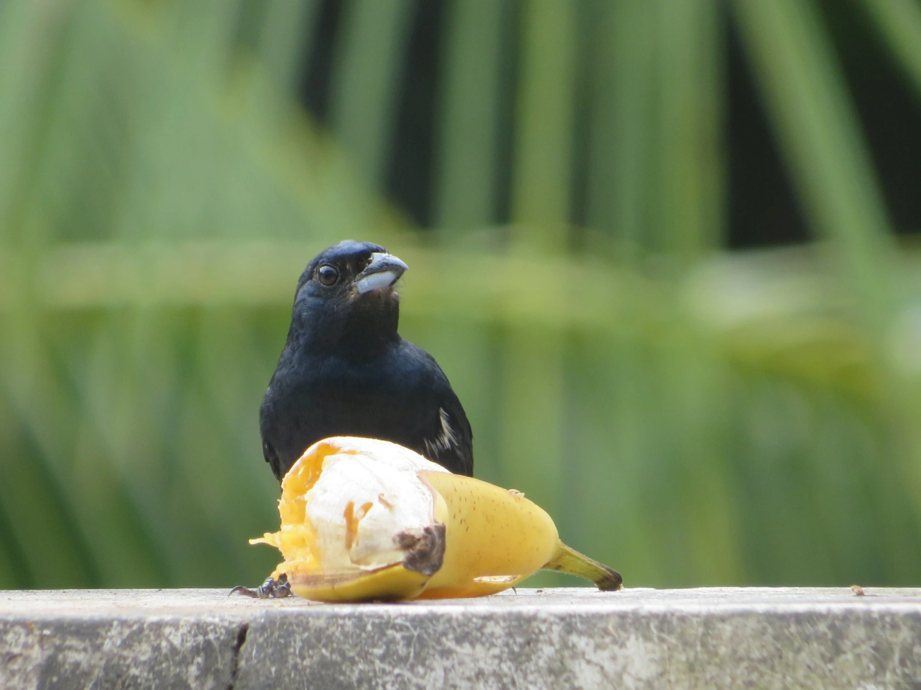 Tiê-preto (Tachyphonus coronatus), aves, fotografado em Maresias, São Sebastião