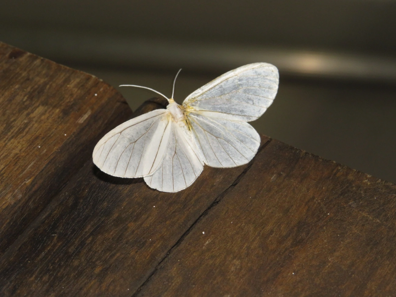 Borboletas e traças (Lepidoptera), insetos, fotografado em Maresias, São Sebastião