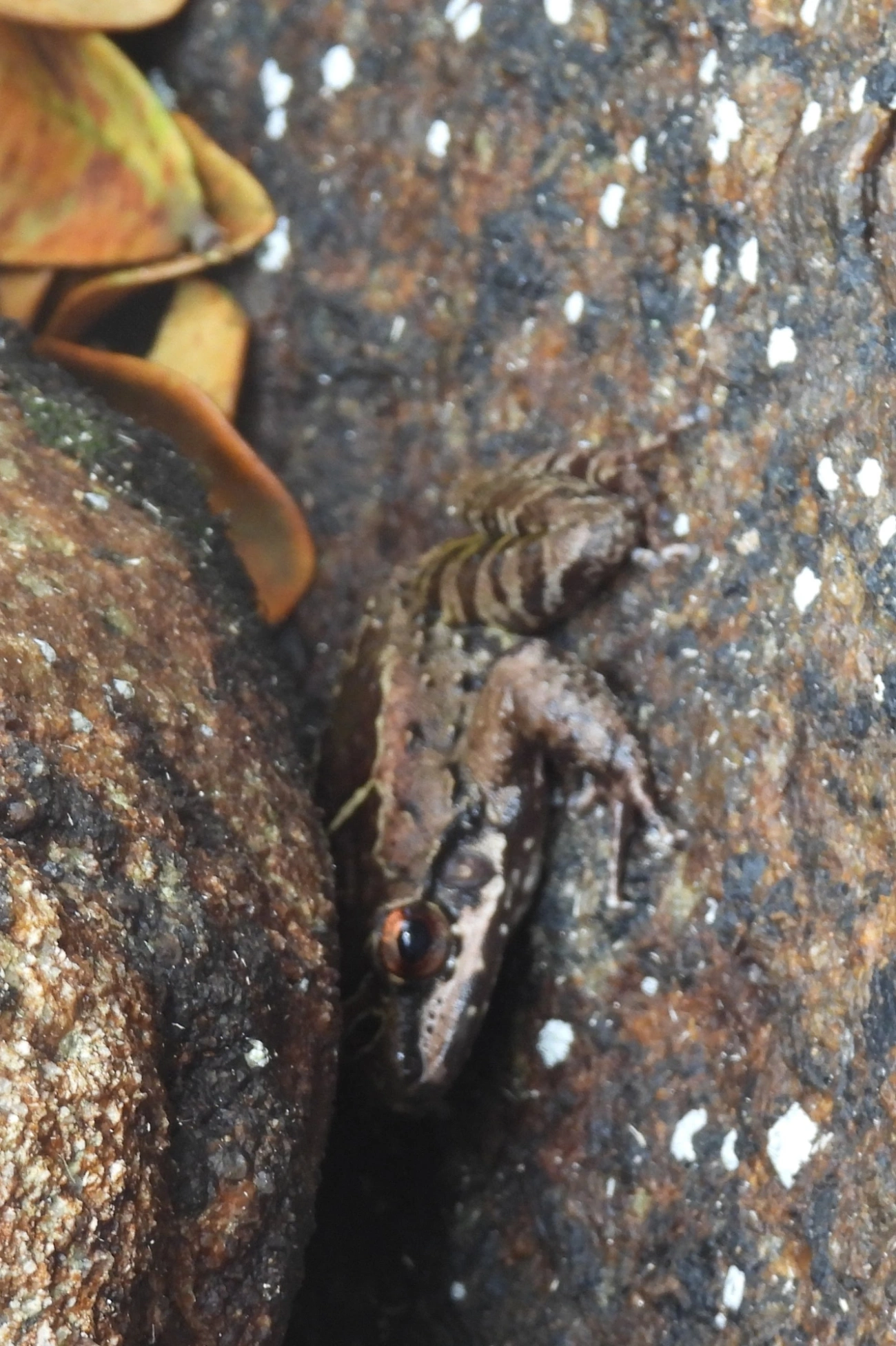 Rã-de-pedra (Thoropa taophora), anfíbios, fotografado em Domingas Dias, Ubatuba