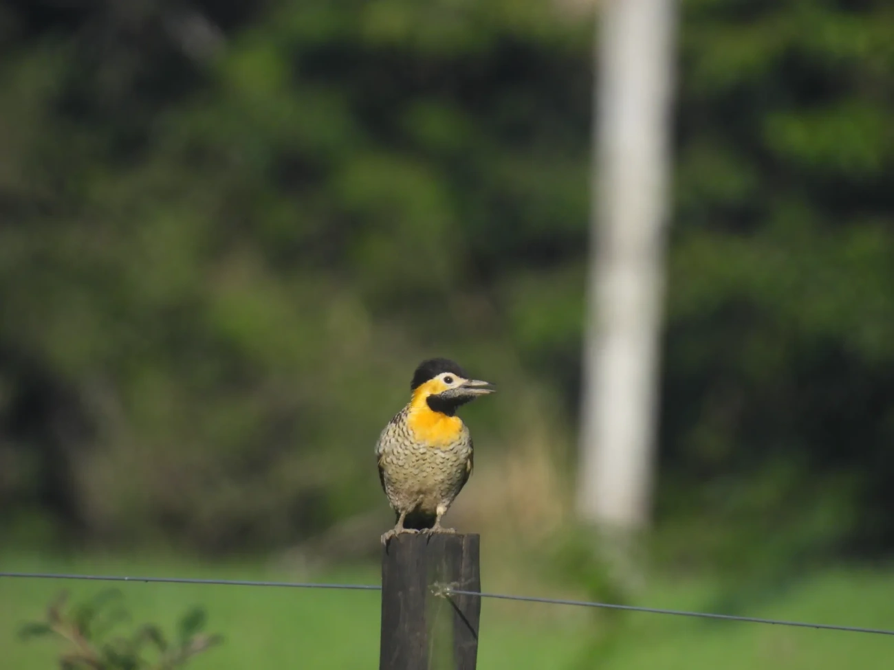 Pica-pau-do-campo (Colaptes campestris), aves, fotografado em Maresias, São Sebastião