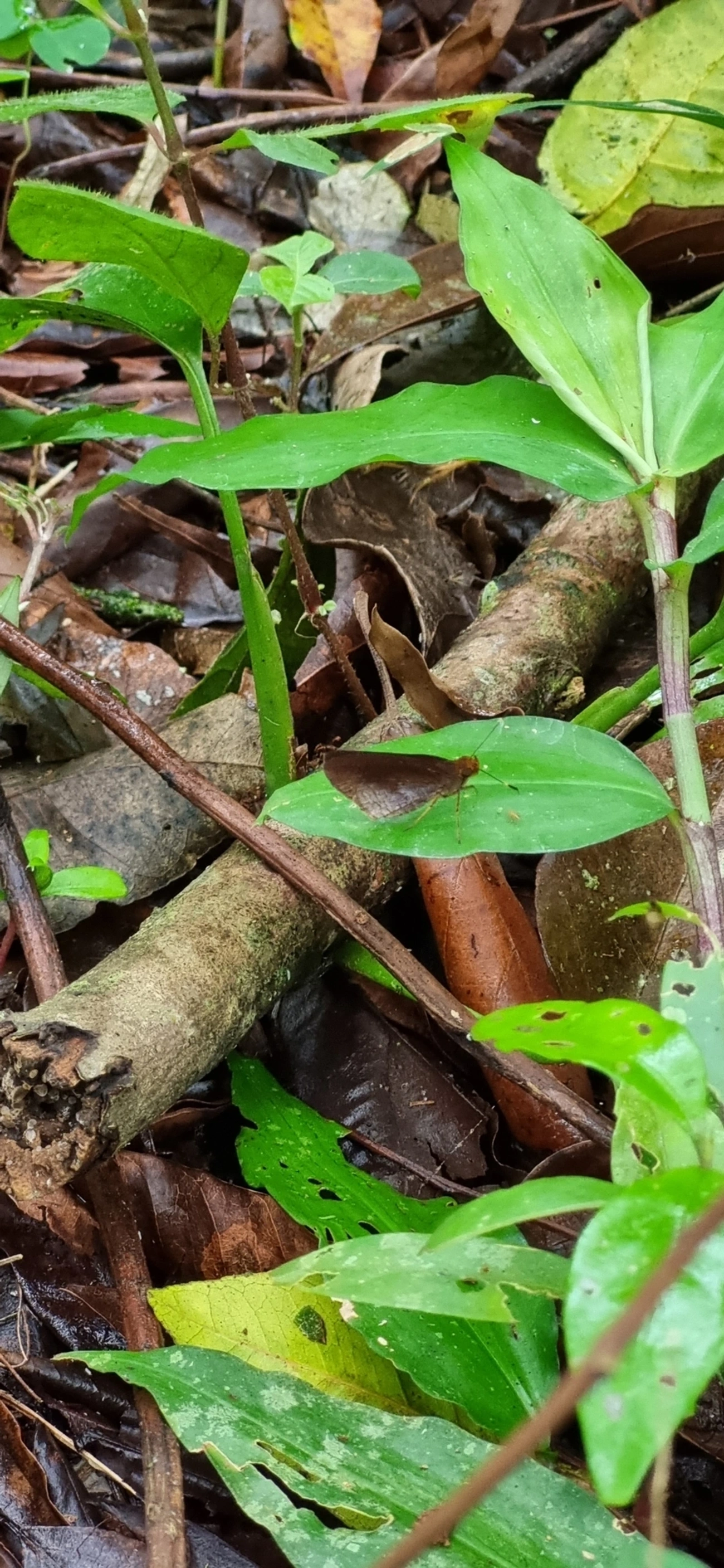Hesperiinae, insetos, fotografado em Paúba, São Sebastião