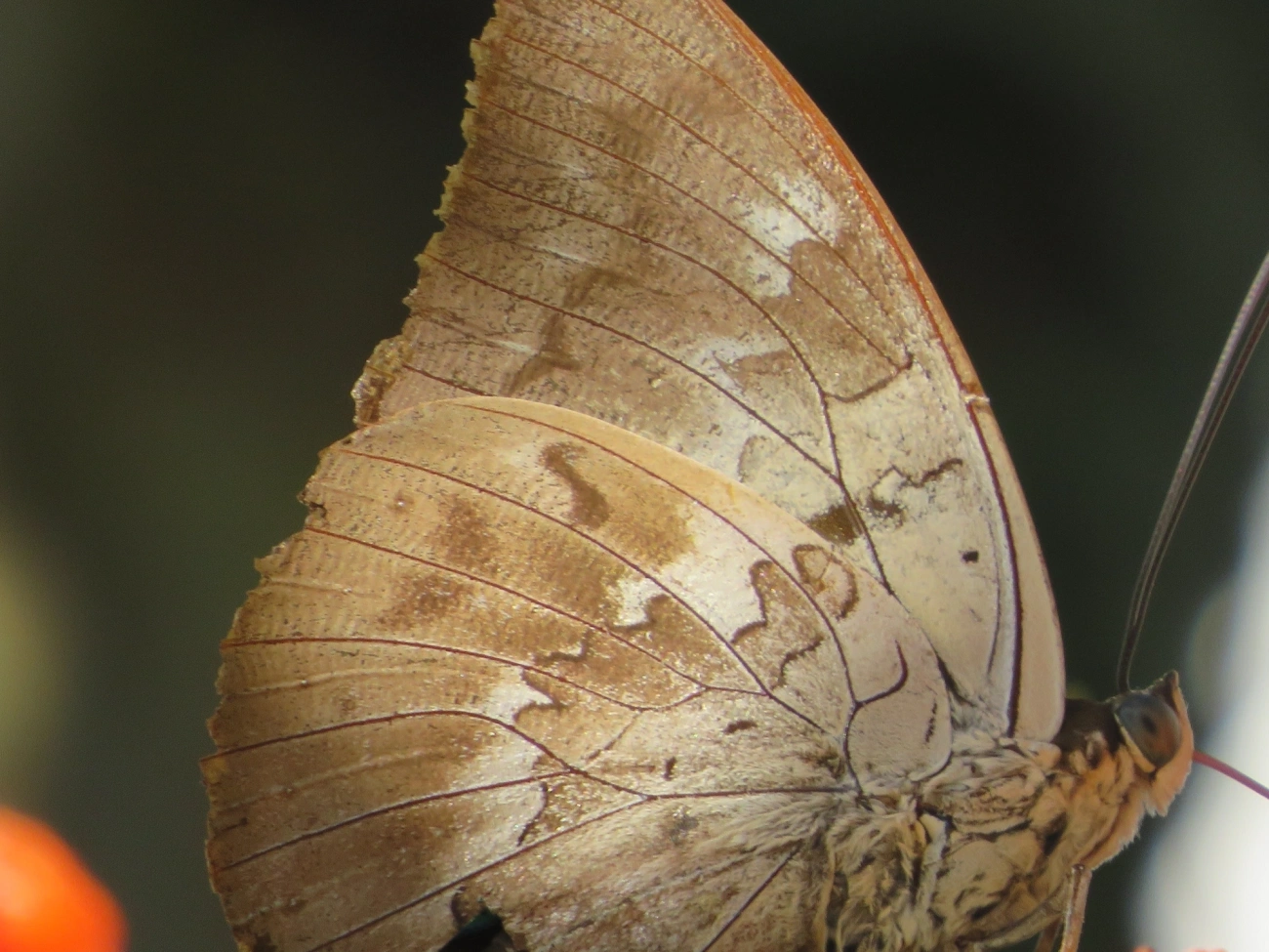 Prepona-de-um-ponto (Archaeoprepona demophon), insetos, fotografado em Maresias, São Sebastião