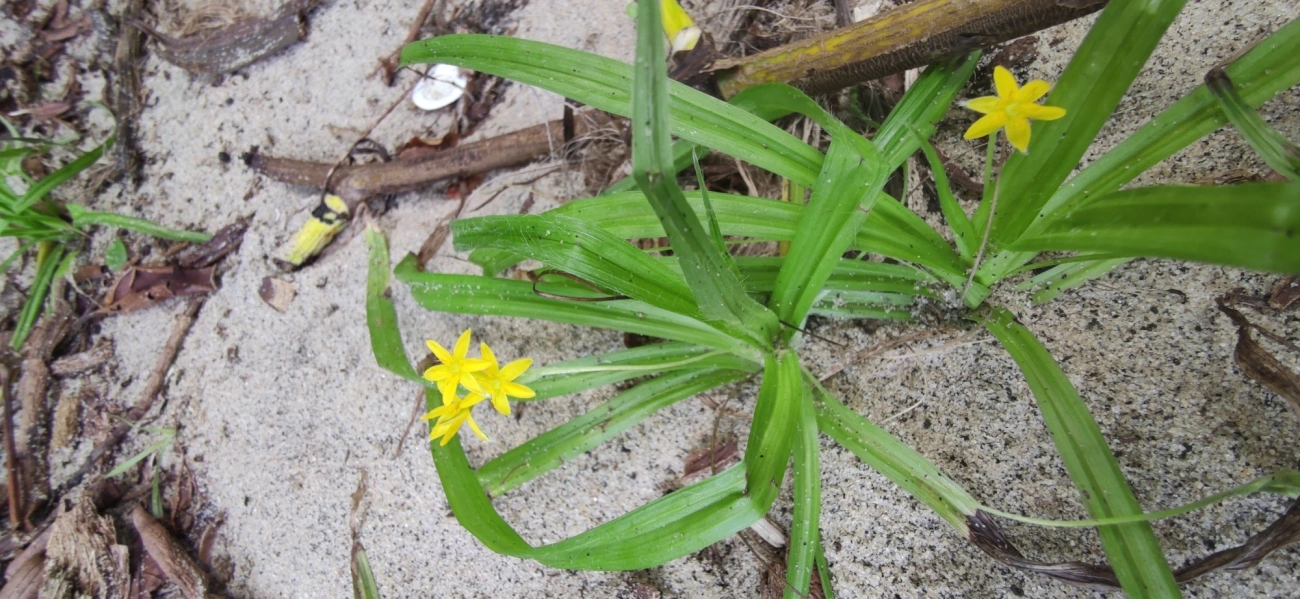 Tiririca-de-Flor-Amarela (Hypoxis decumbens), plantas, fotografado em Paúba, São Sebastião