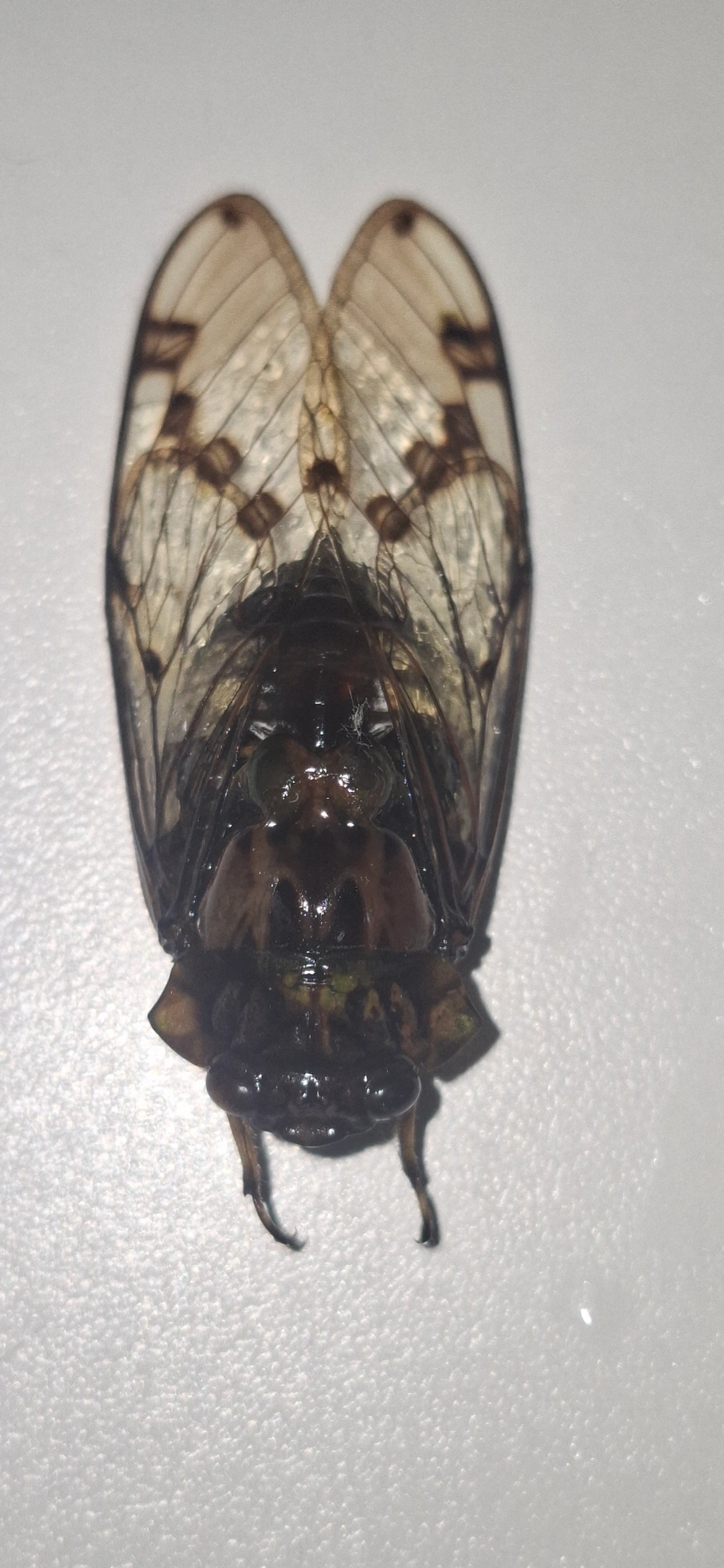 Cigarra-verde (Zammara tympanum), insetos, fotografado em Maresias, São Sebastião