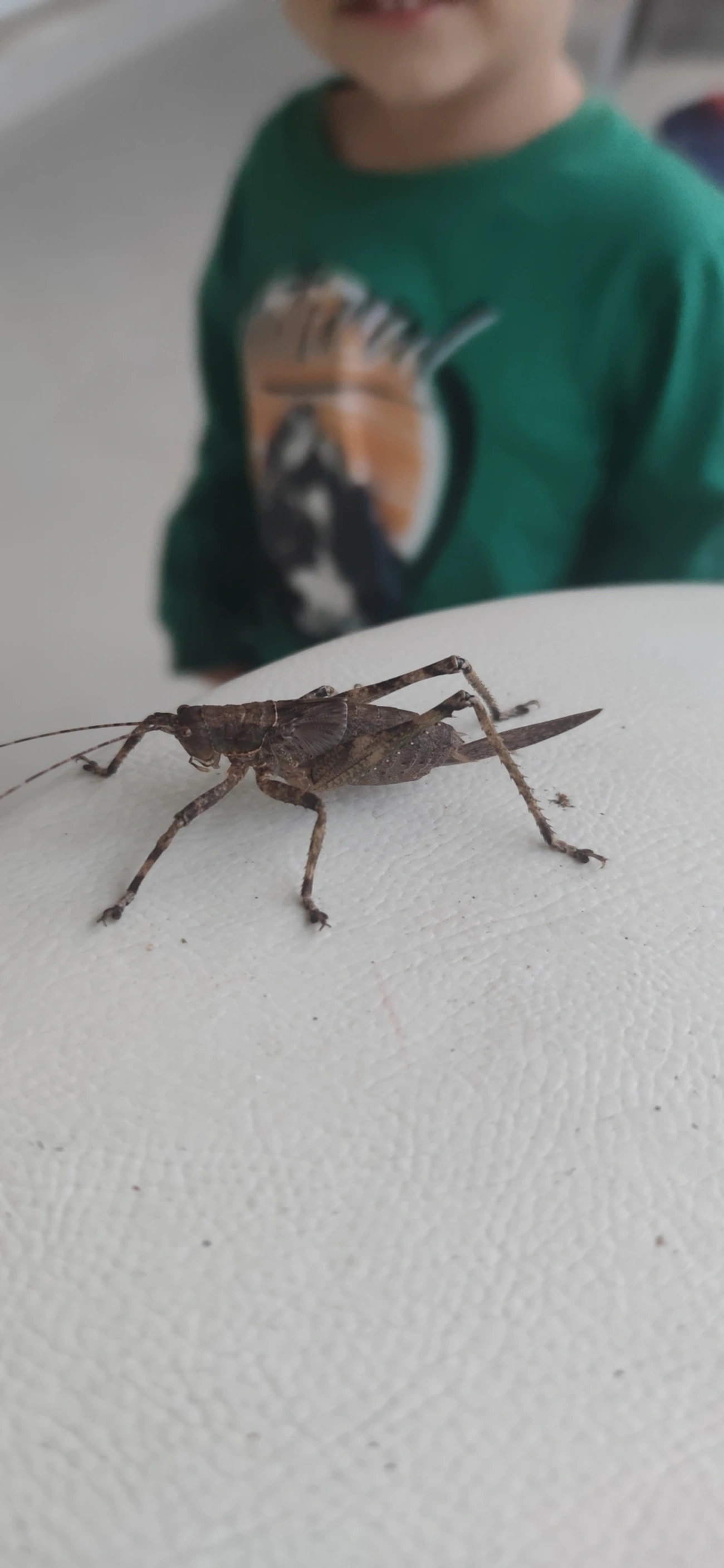 Meroncidius, insetos, fotografado em Maresias, São Sebastião