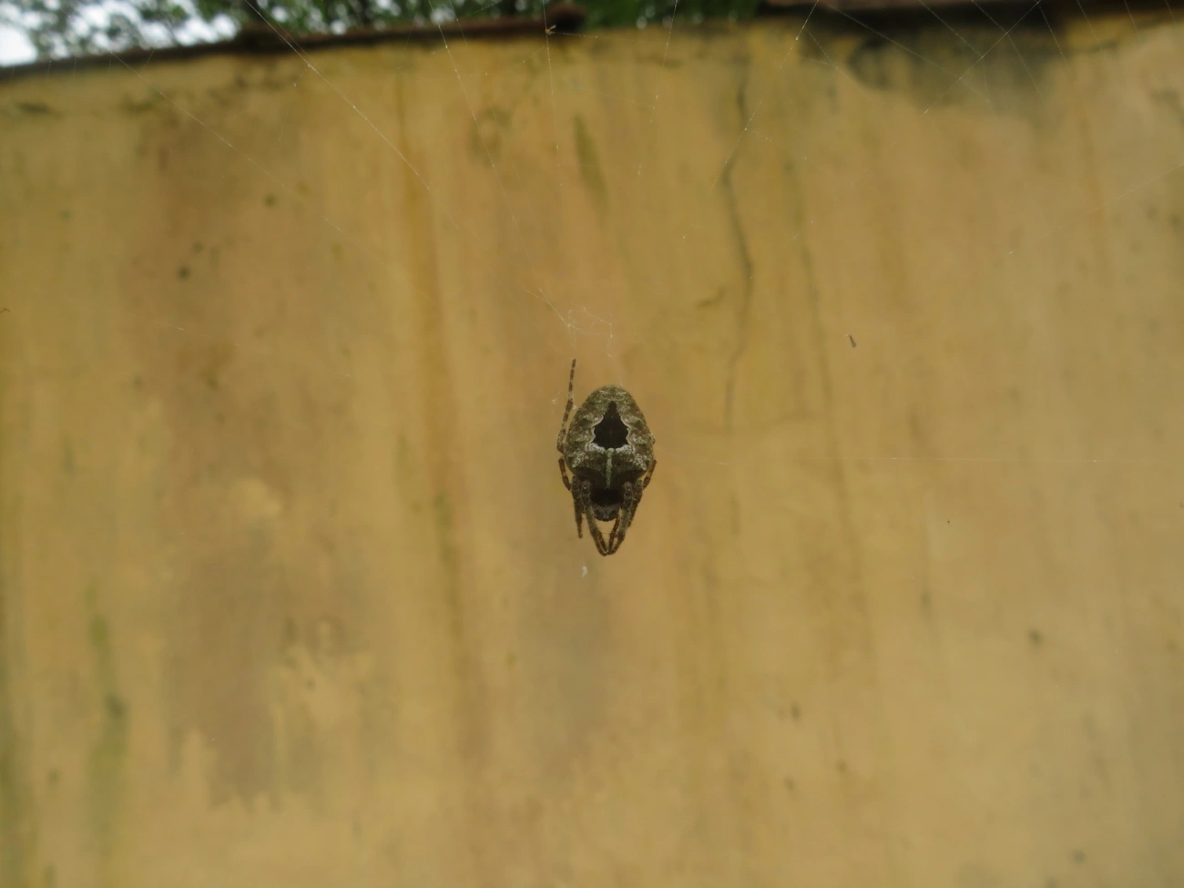 Parawixia, aracnídeos, fotografado em Maresias, São Sebastião