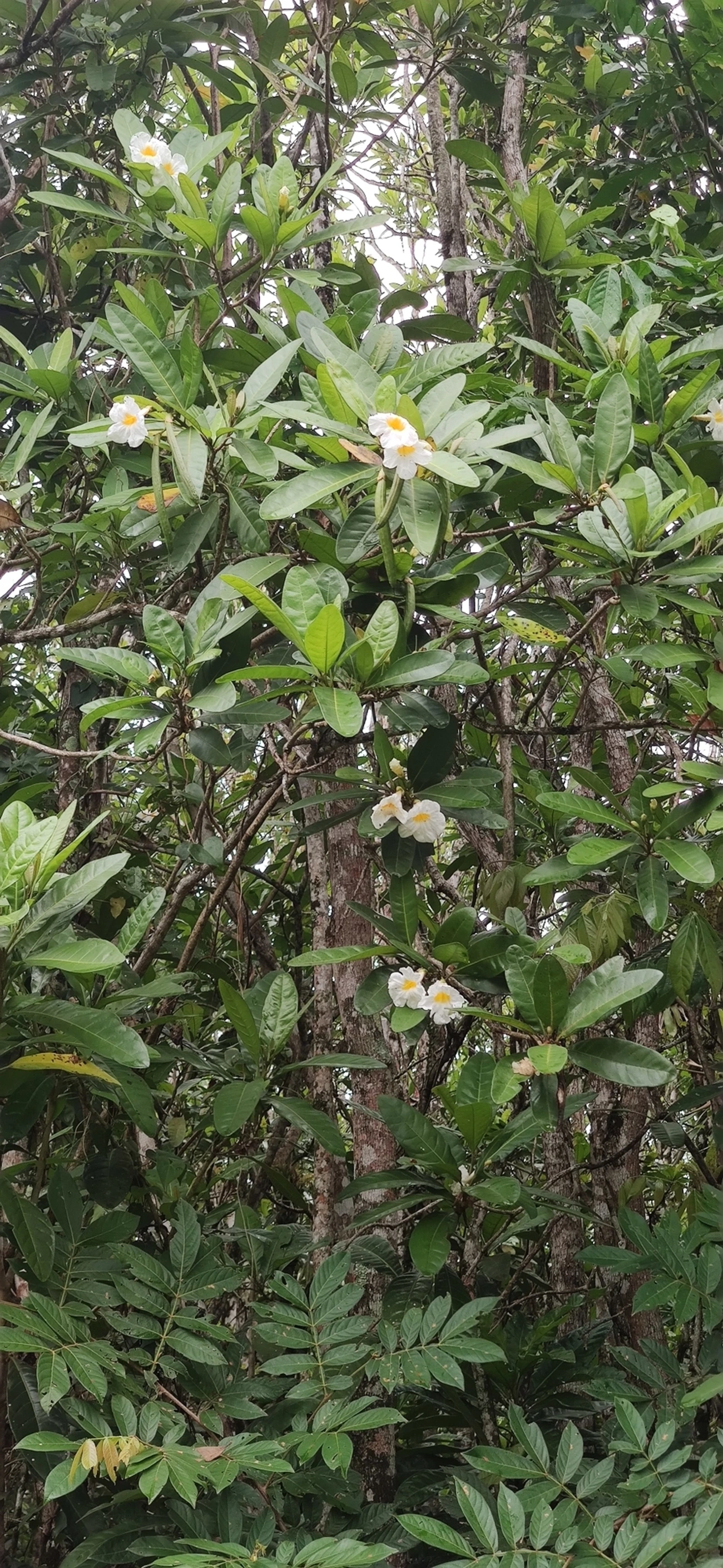 Caixeta (Tabebuia cassinoides), plantas, fotografado em São Sebastião