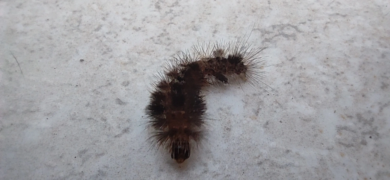 Borboletas e traças (Lepidoptera), insetos, fotografado em Maresias, São Sebastião