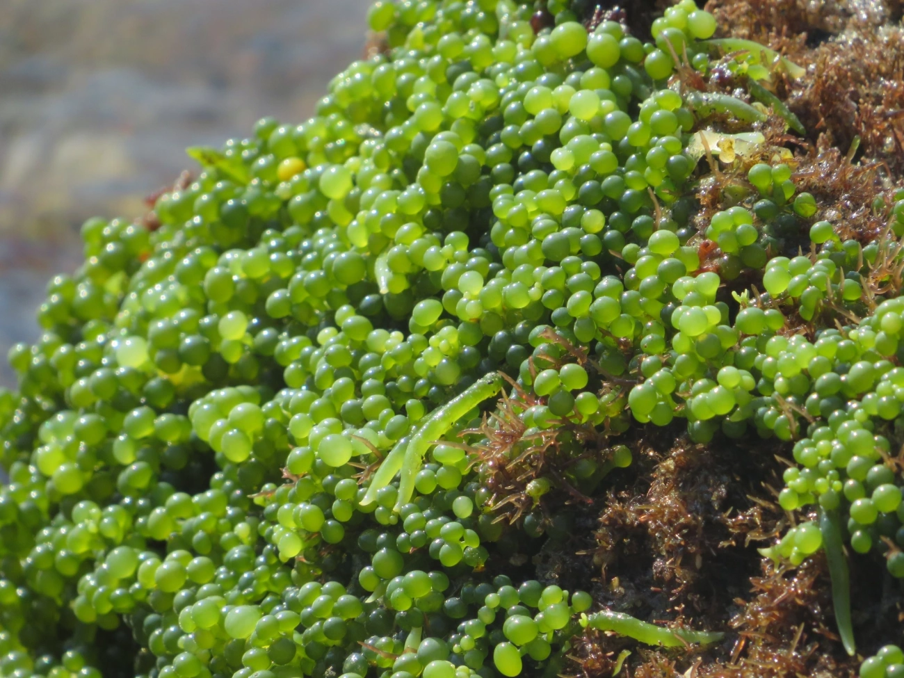 Caulerpa, plantas, fotografado em Maresias, São Sebastião