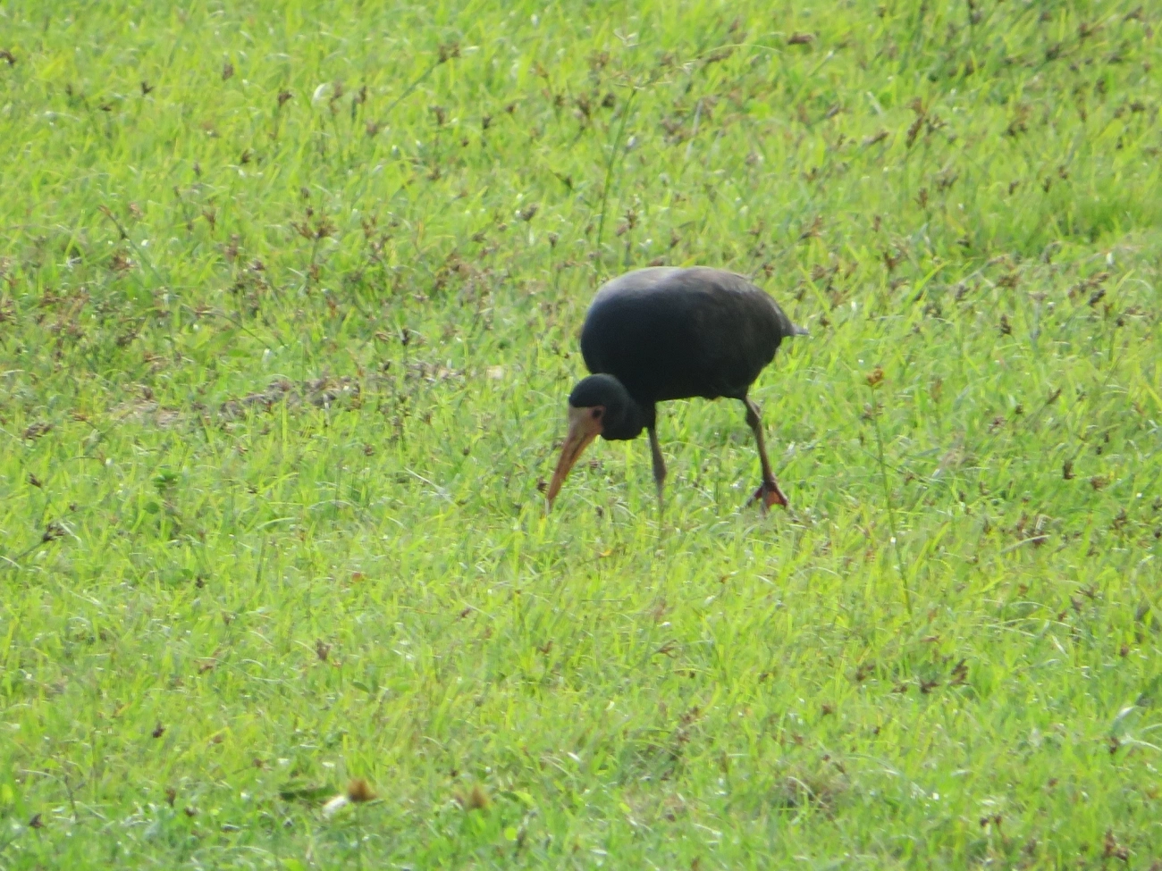 Tapicuru (Phimosus infuscatus), aves, fotografado em Maresias, São Sebastião