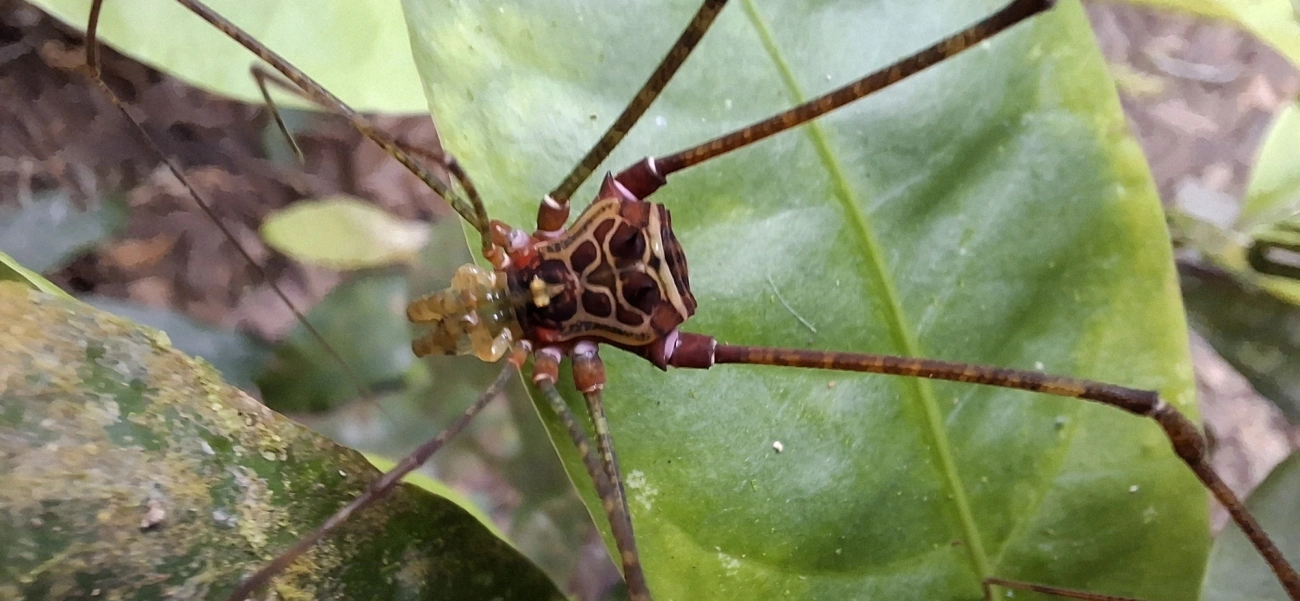 Heteromitobates, aracnídeos, fotografado em Maresias, São Sebastião