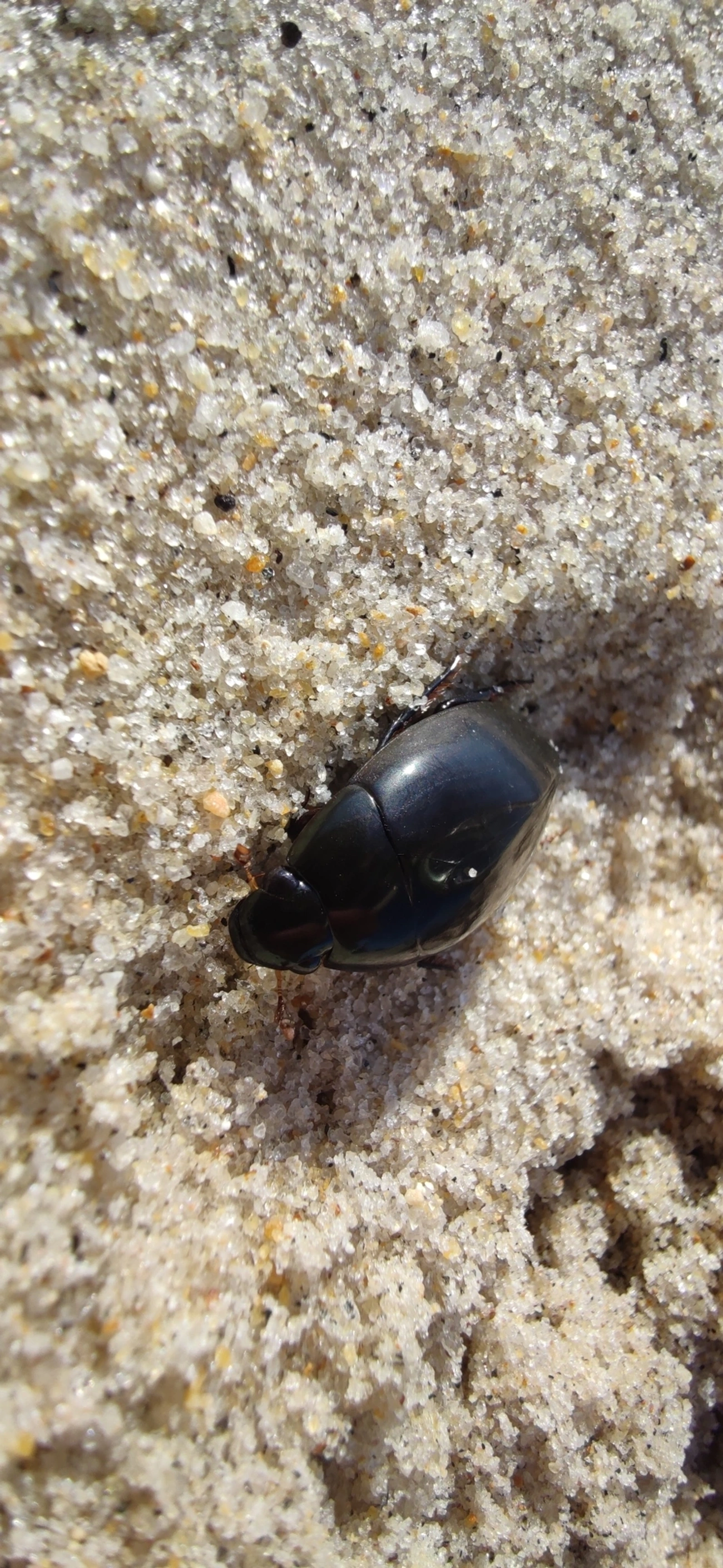 Hydrophilus, insetos, fotografado em Maresias, São Sebastião