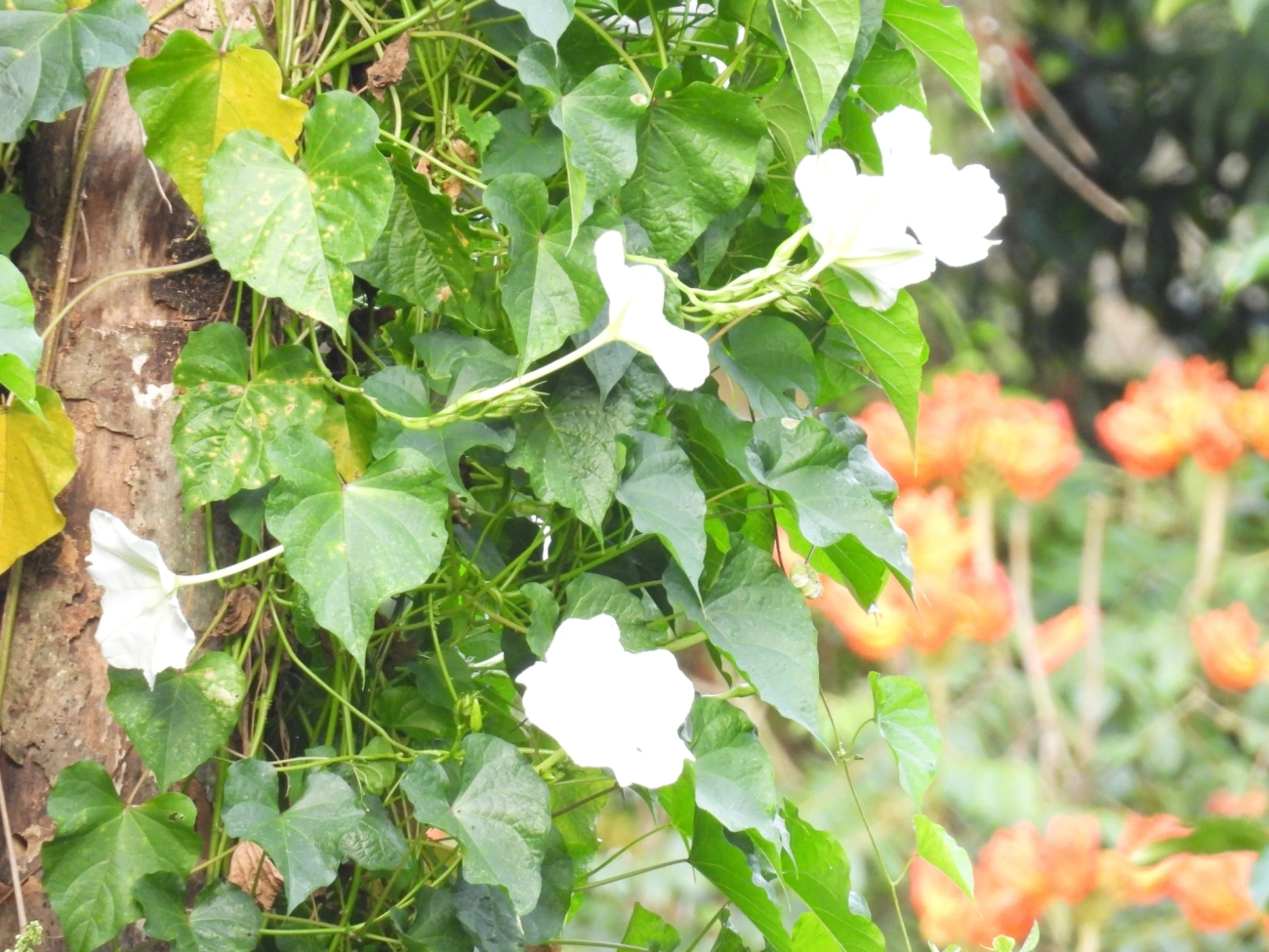 Flor-da-lua (Ipomoea alba), plantas, fotografado em Perequê, Ilhabela