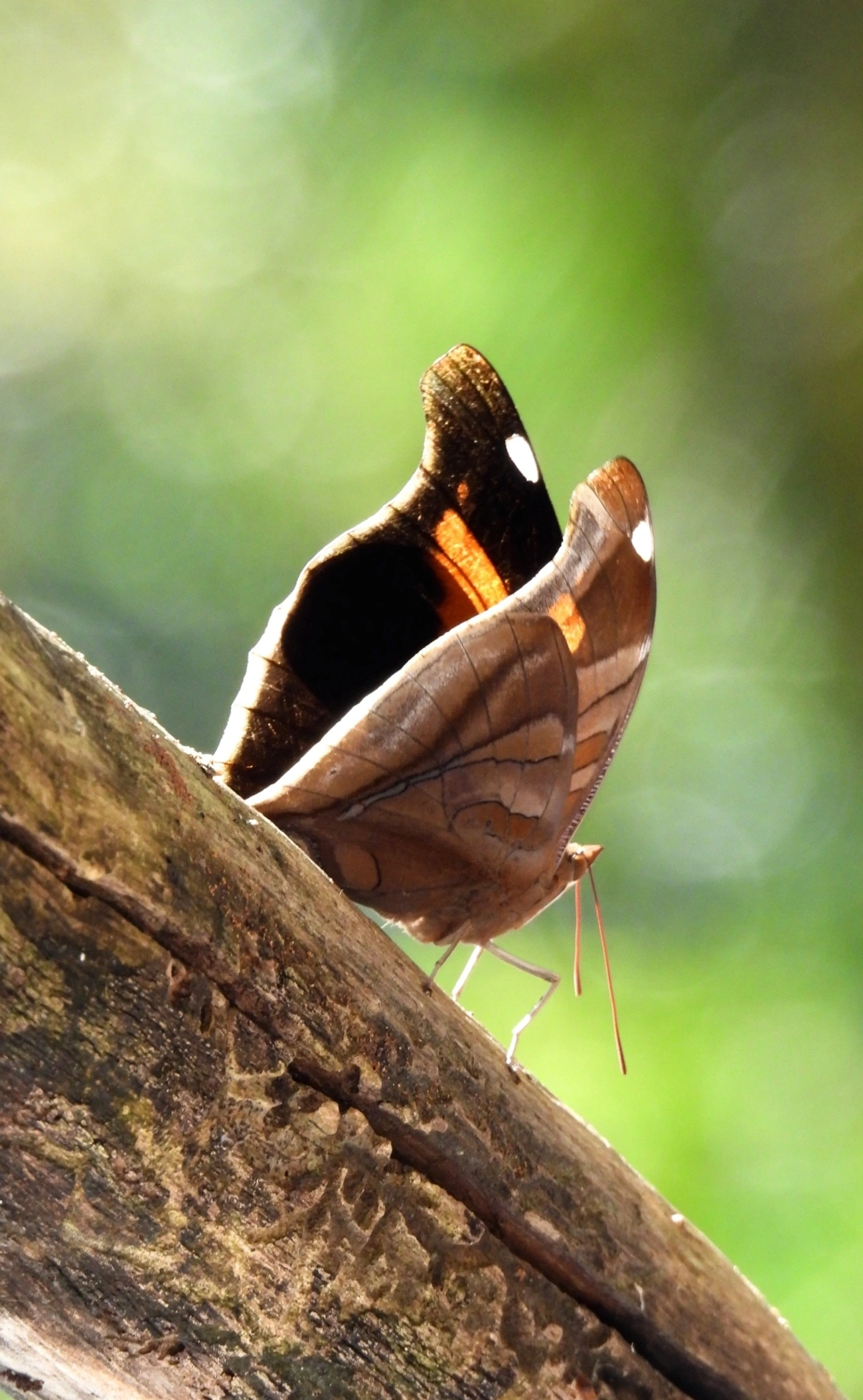 Historis odius, insetos, fotografado em Maresias, São Sebastião