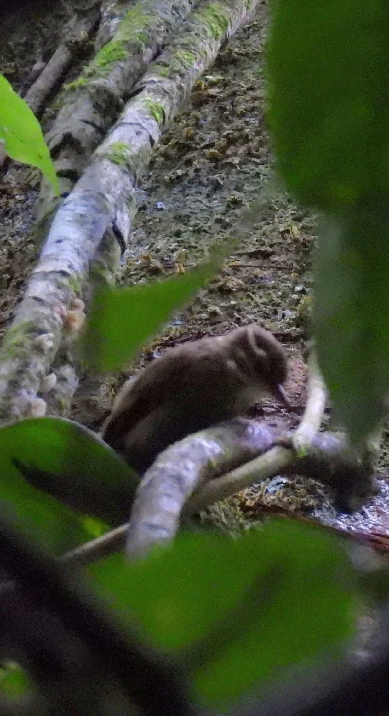 Bico-virado-miúdo (Xenops minutus), aves, fotografado em Maresias, São Sebastião