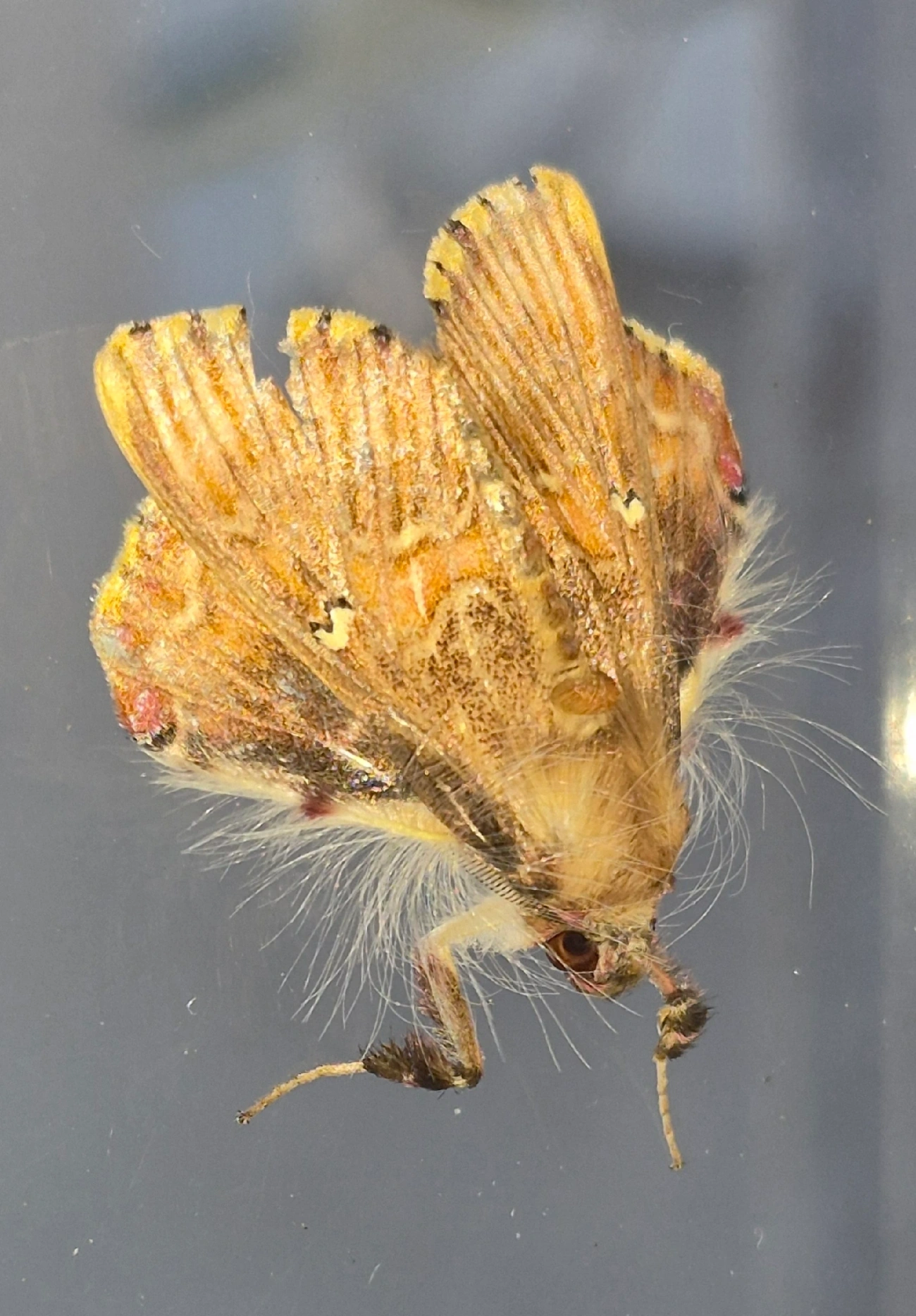Sosxetra grata, insetos, fotografado em Maresias, São Sebastião