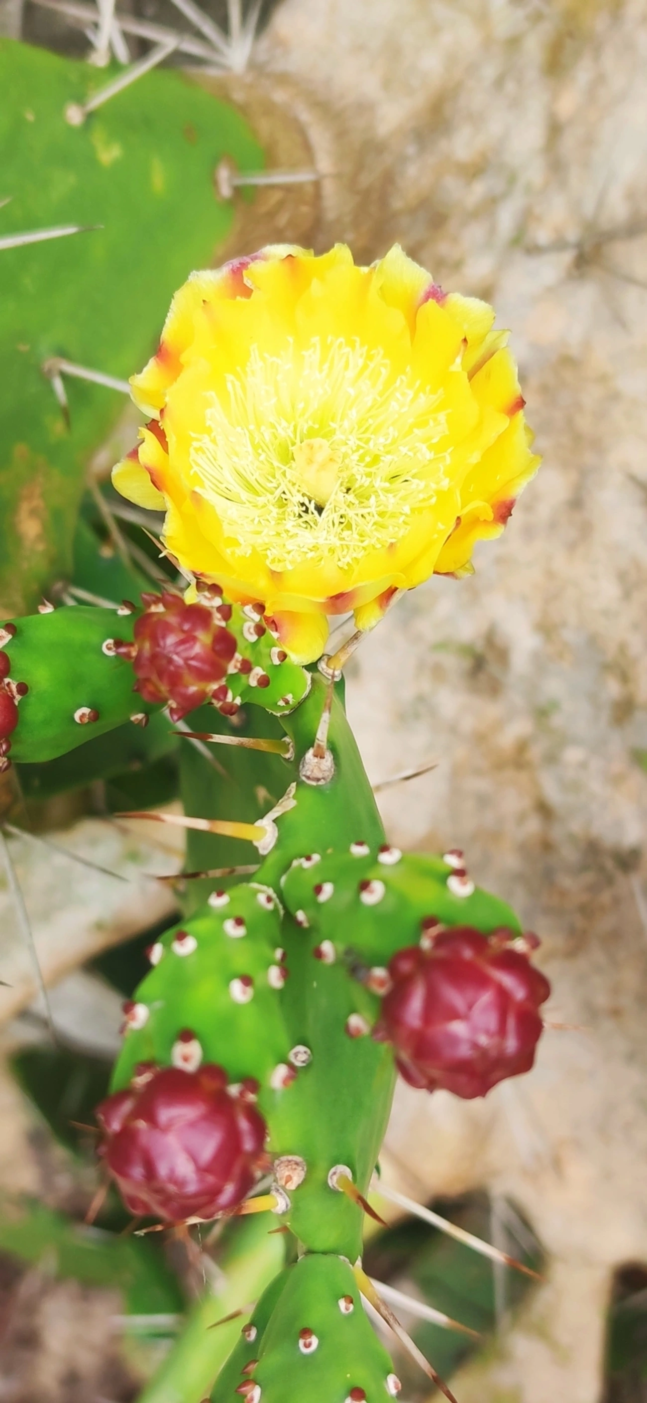 Urumbeba (Opuntia monacantha), plantas, fotografado em Toque-Toque Grande, São Sebastião