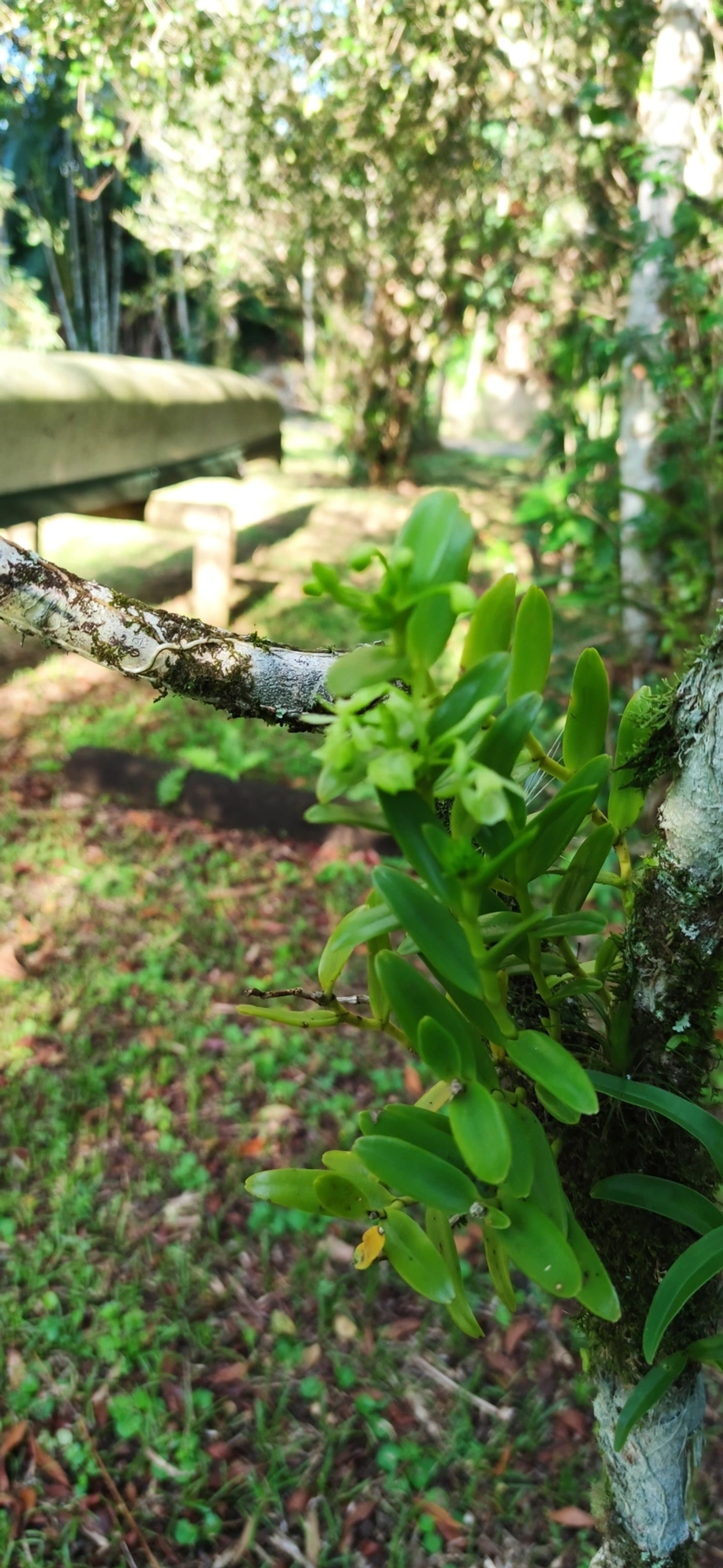 Epidendrum difforme, plantas, fotografado em Maresias, São Sebastião