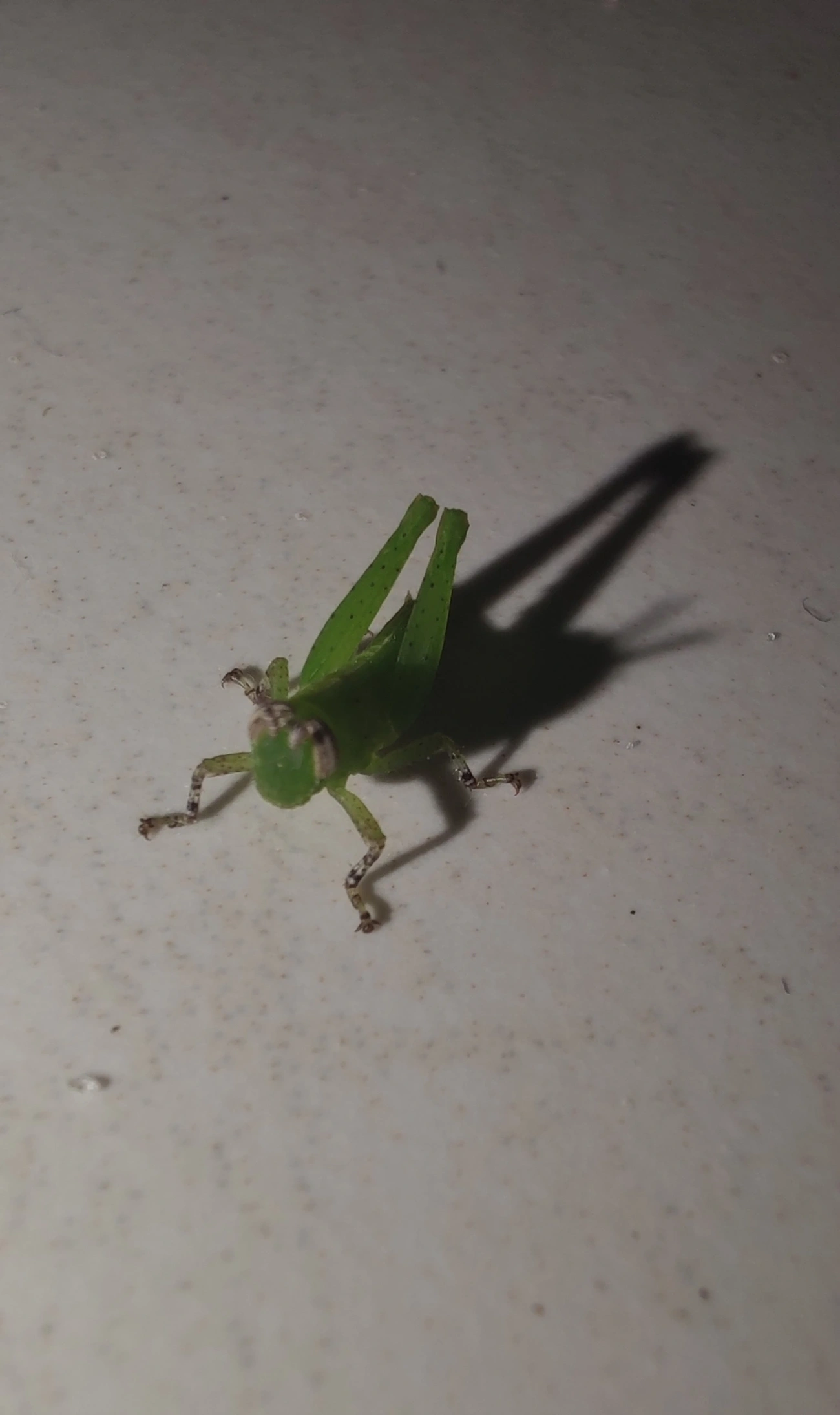 Abracris flavolineata, insetos, fotografado em Maresias, São Sebastião