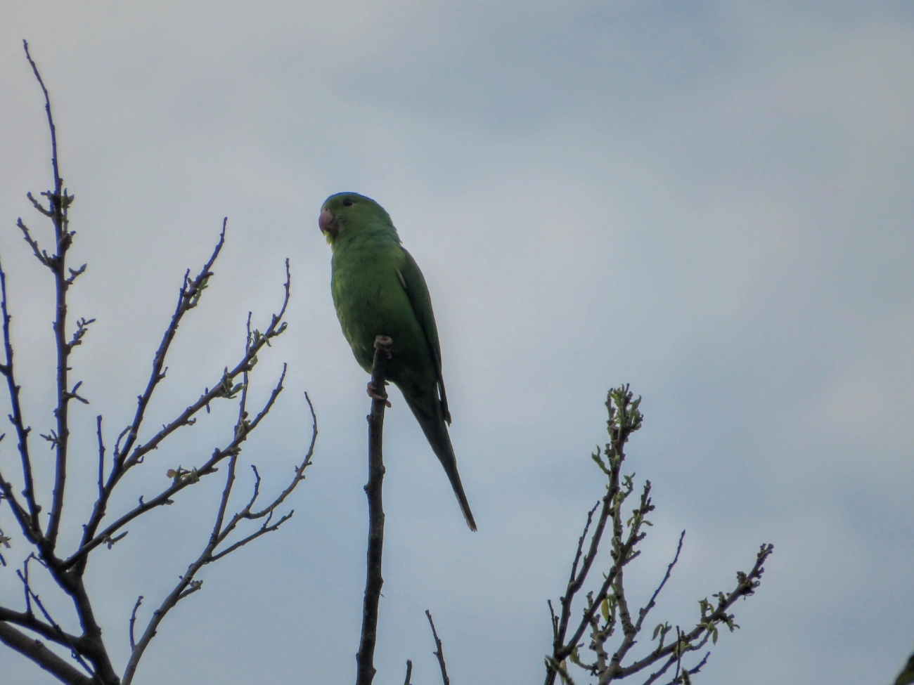 Periquito-rico (Brotogeris tirica), aves, fotografado em Maresias, São Sebastião