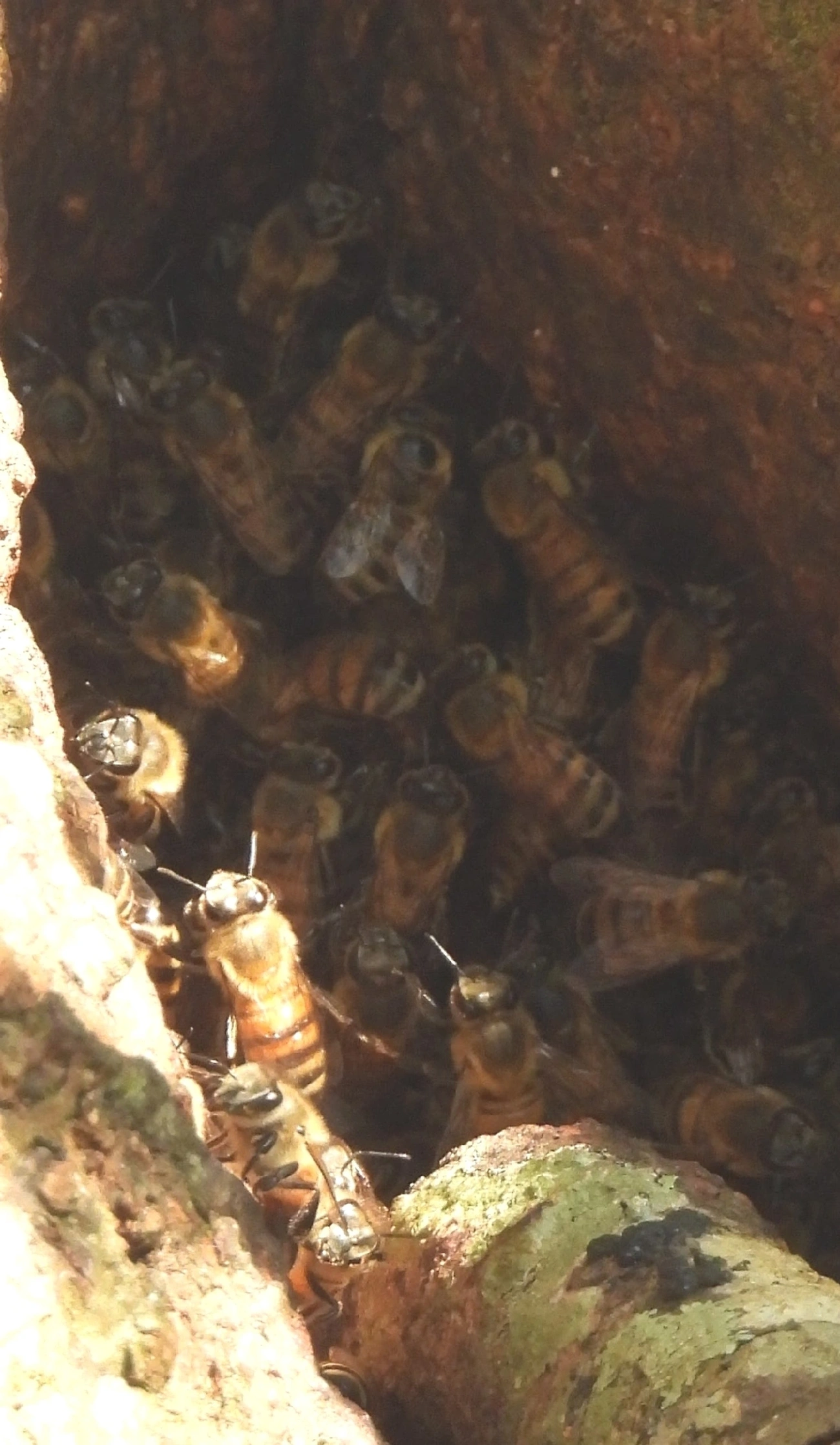 Abelha-europeia (Apis mellifera), insetos, fotografado em Queluz
