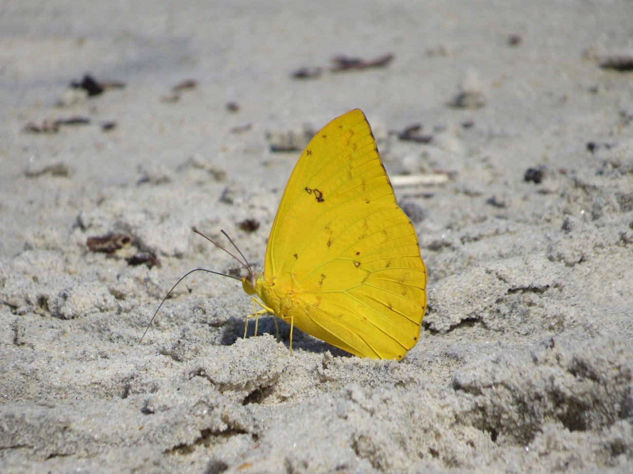 Borboleta-gema (Phoebis philea), insetos, fotografado em Maresias, São Sebastião