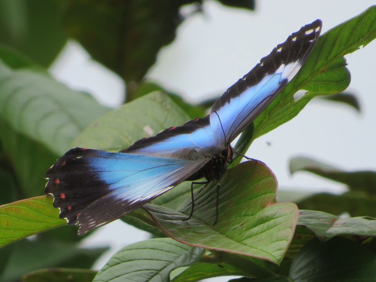 Capitão-do-mato (Morpho helenor), insetos, fotografado em Maresias, São Sebastião