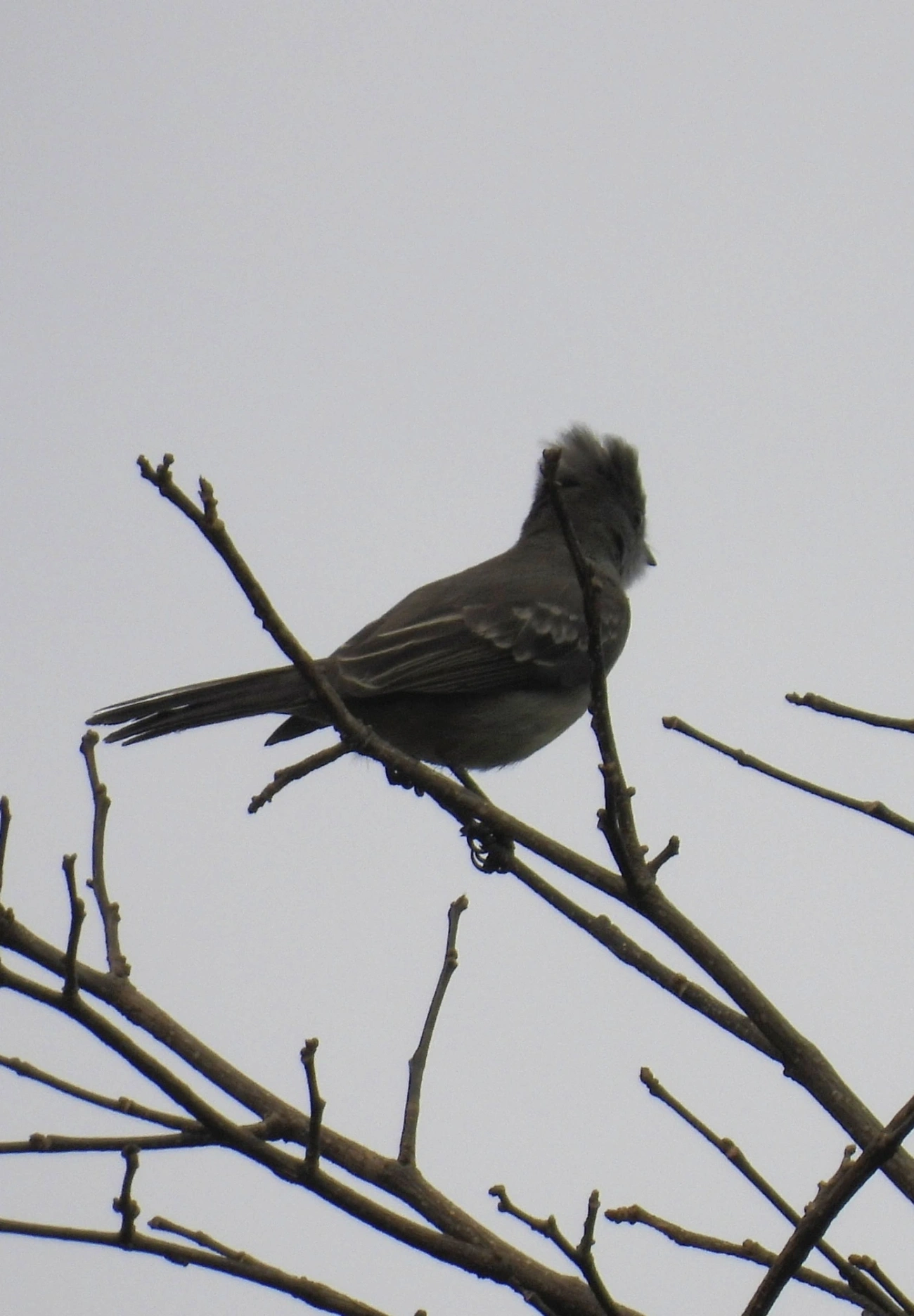 Guaracava-grande (Elaenia spectabilis), aves, fotografado em Maresias, São Sebastião